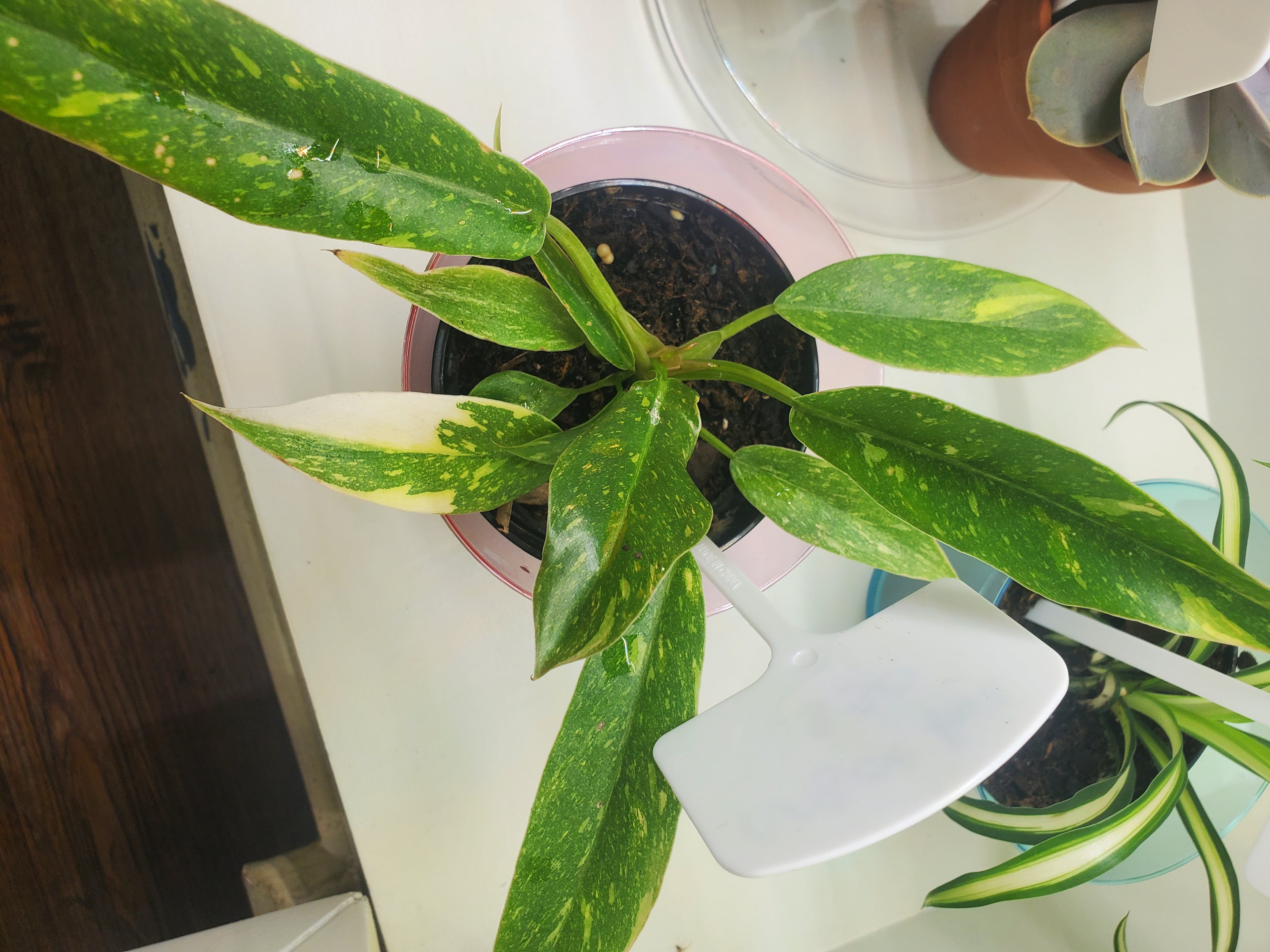 Philodendron Ring of Fire