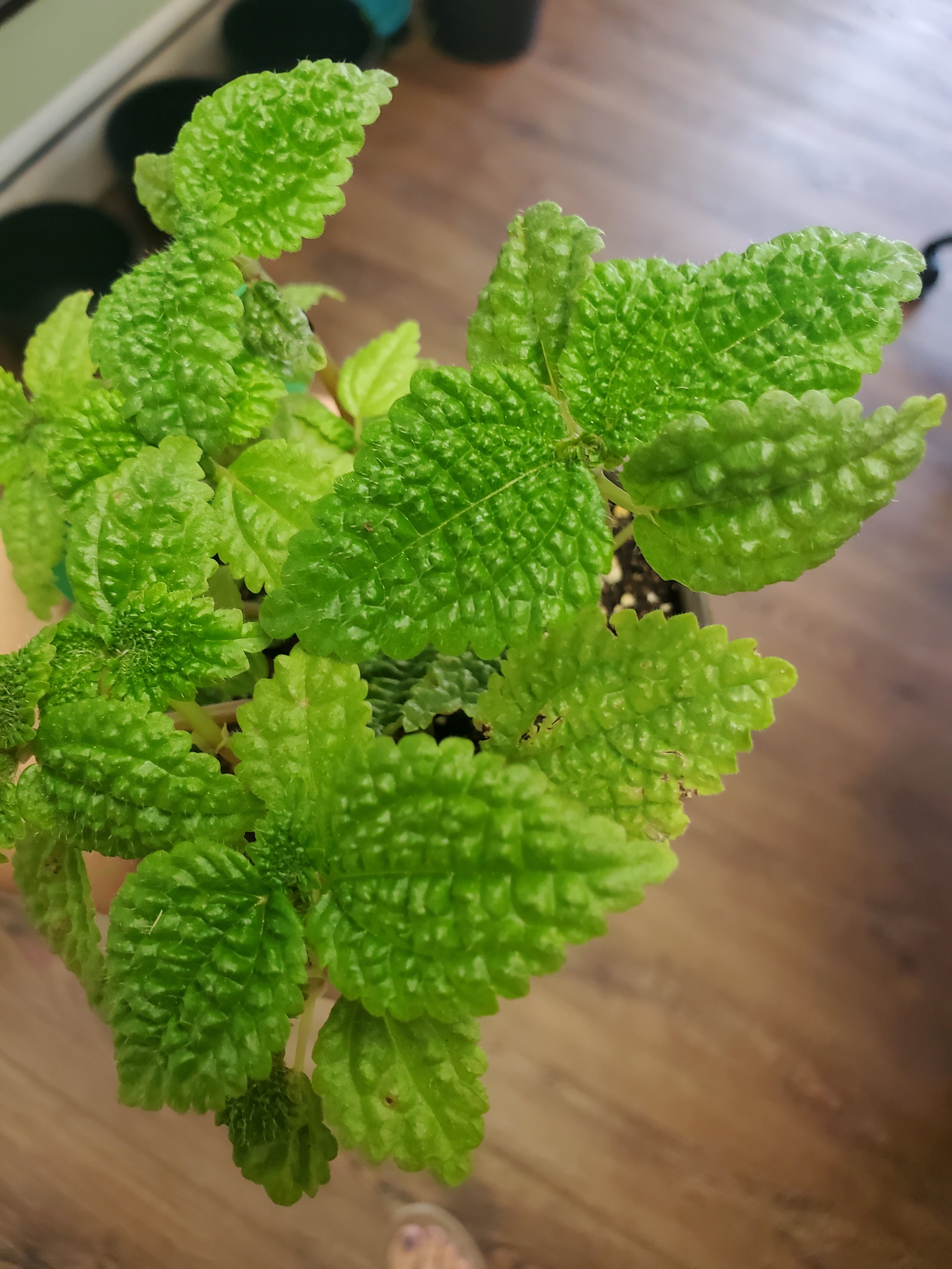 Moon Valley Pilea