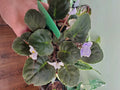 African Violet