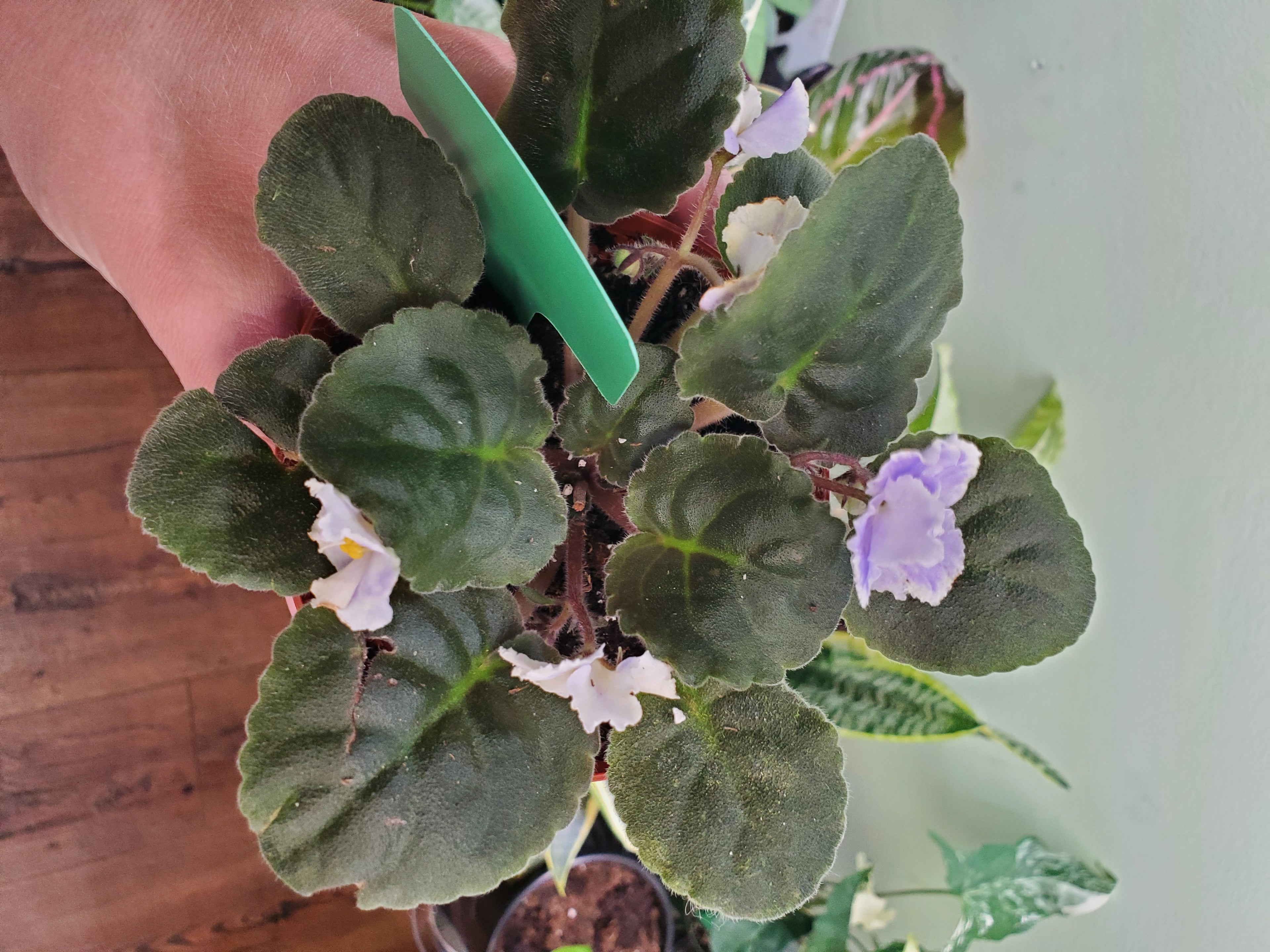 African Violet