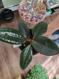 Ficus Elastica Burgundy