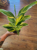 Alpinia Zerumbet Variegated