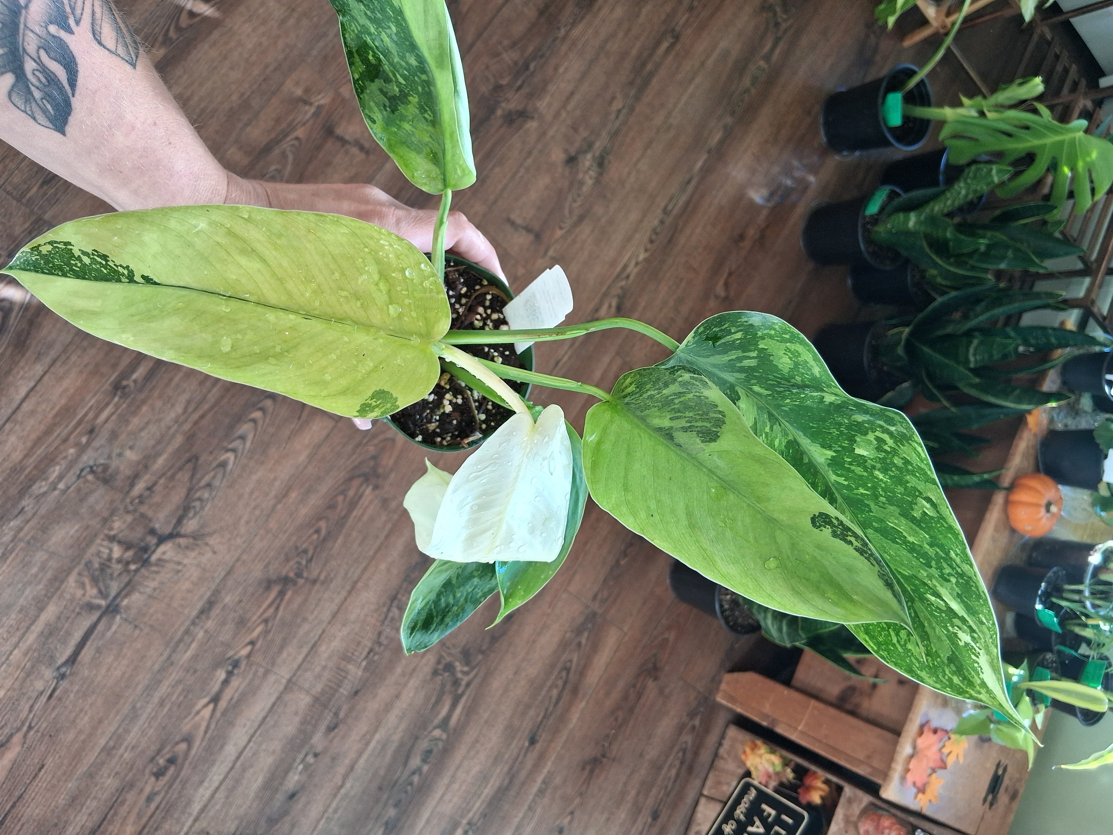 Philodendron Jose Buono