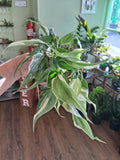 Philodendron Rio