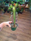Euphorbia African Milk Tree