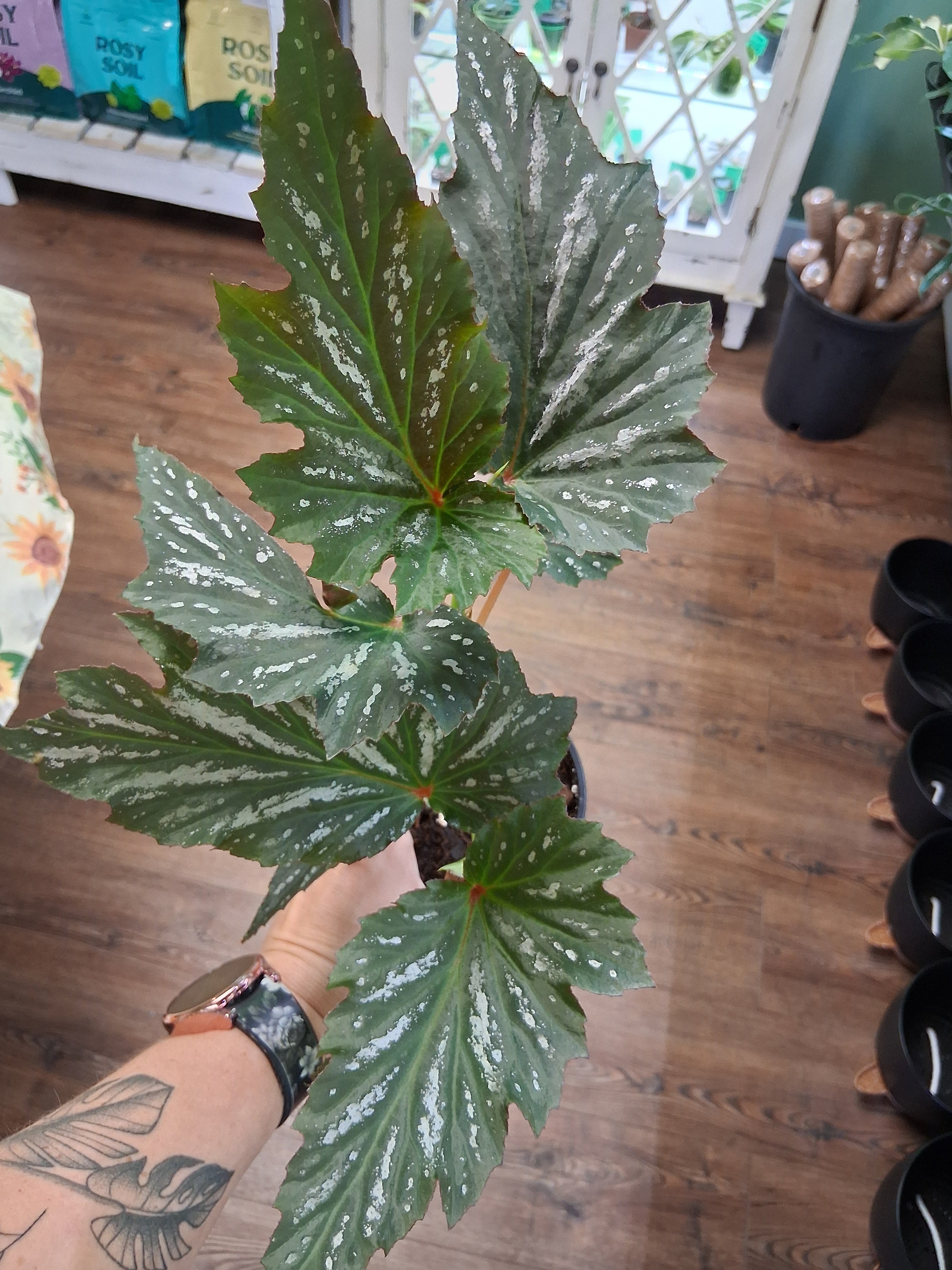 Angel Wing Begonia "Lana"
