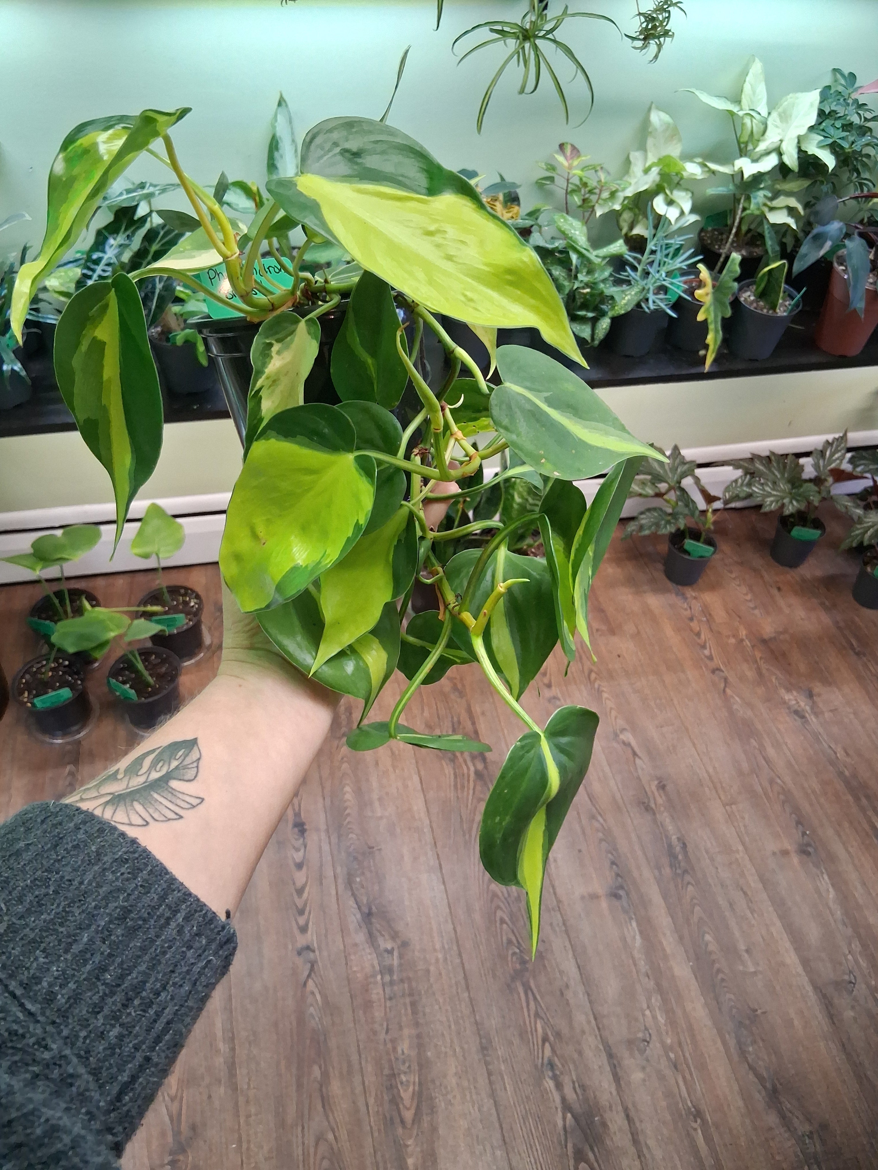 Philodendron Brasil