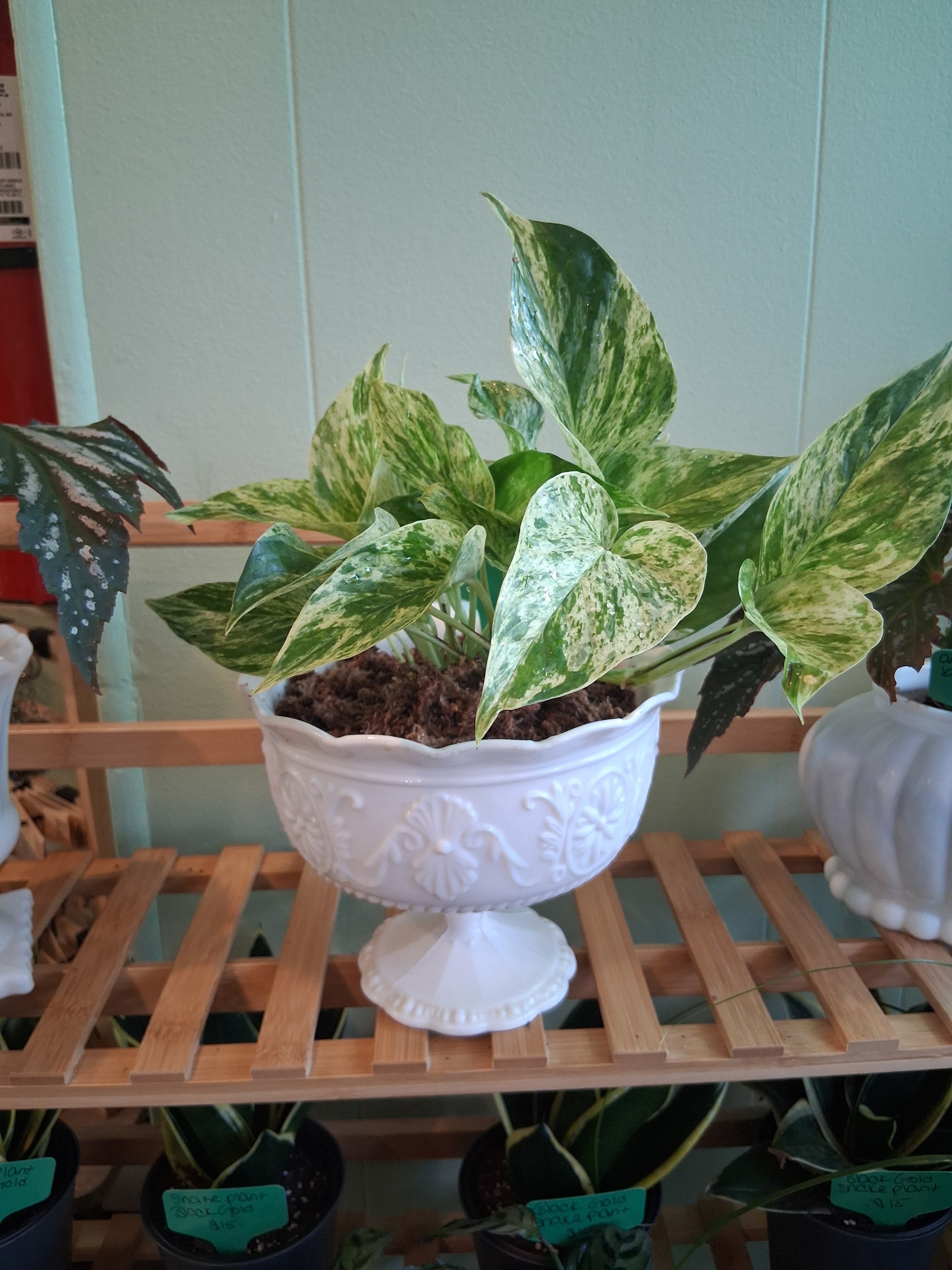 Marble Queen Pothos in Spaghnum