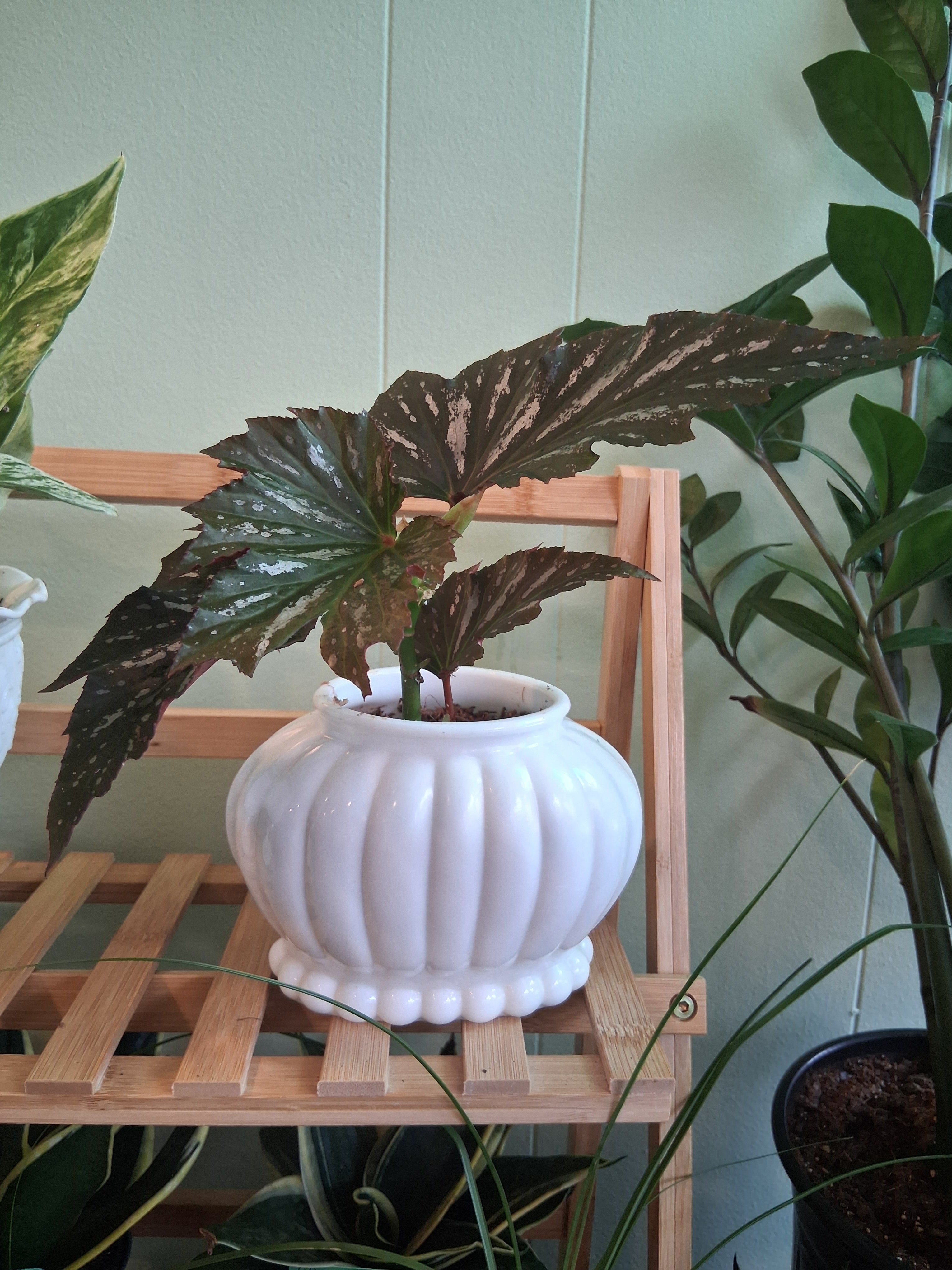 Angelwing Begonia "lana" in Spaghnum