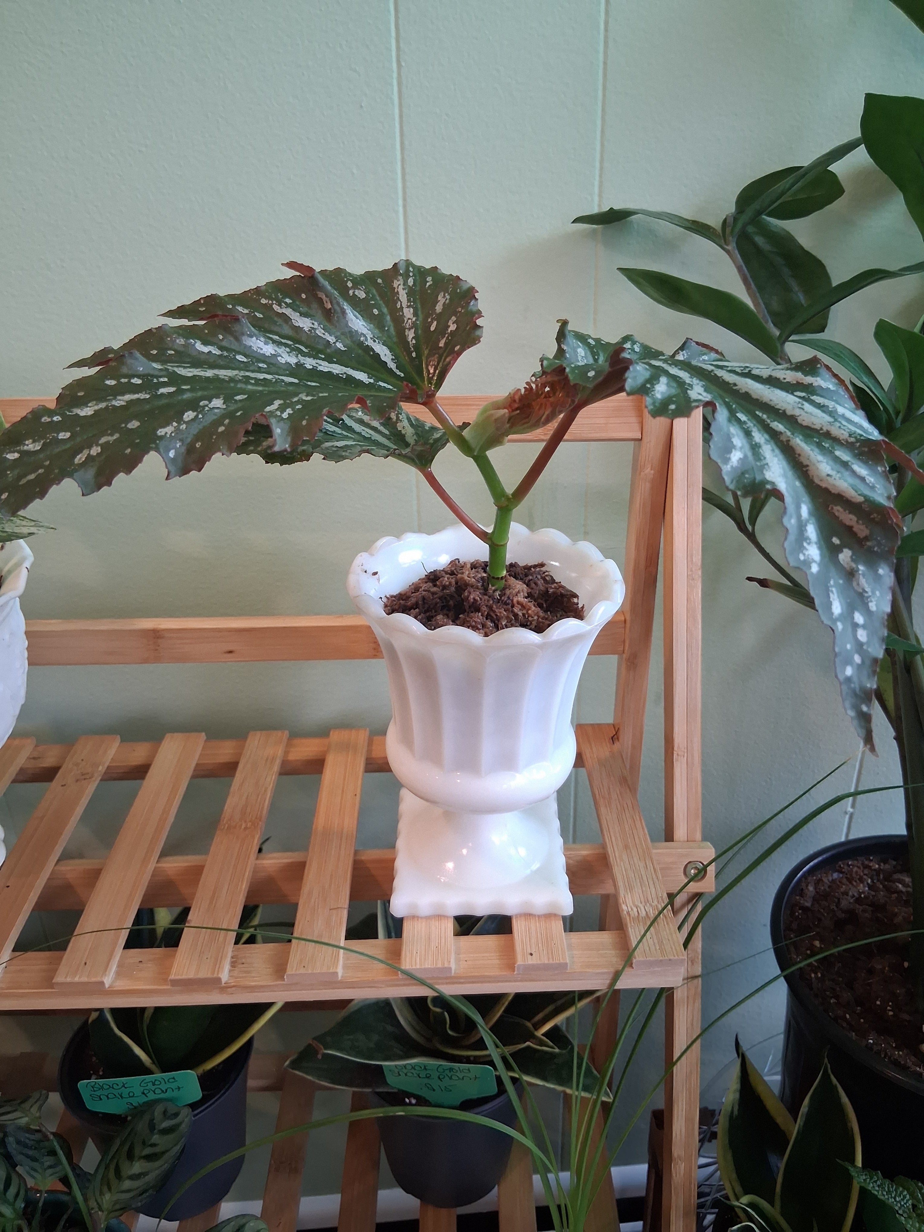 Angel Wing Begonia "Lana" in Spaghnum