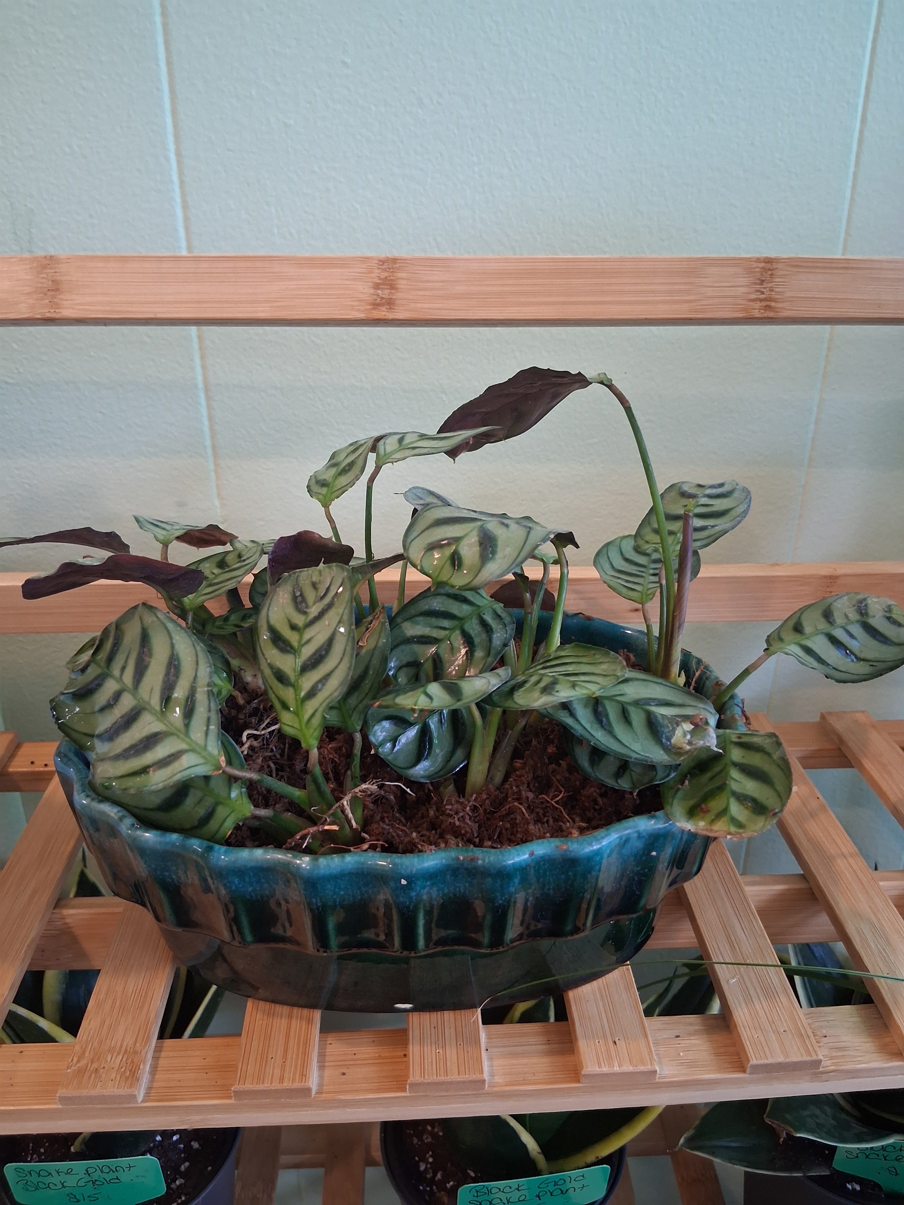 Ctenanthe Burle Marxii in Spaghnum