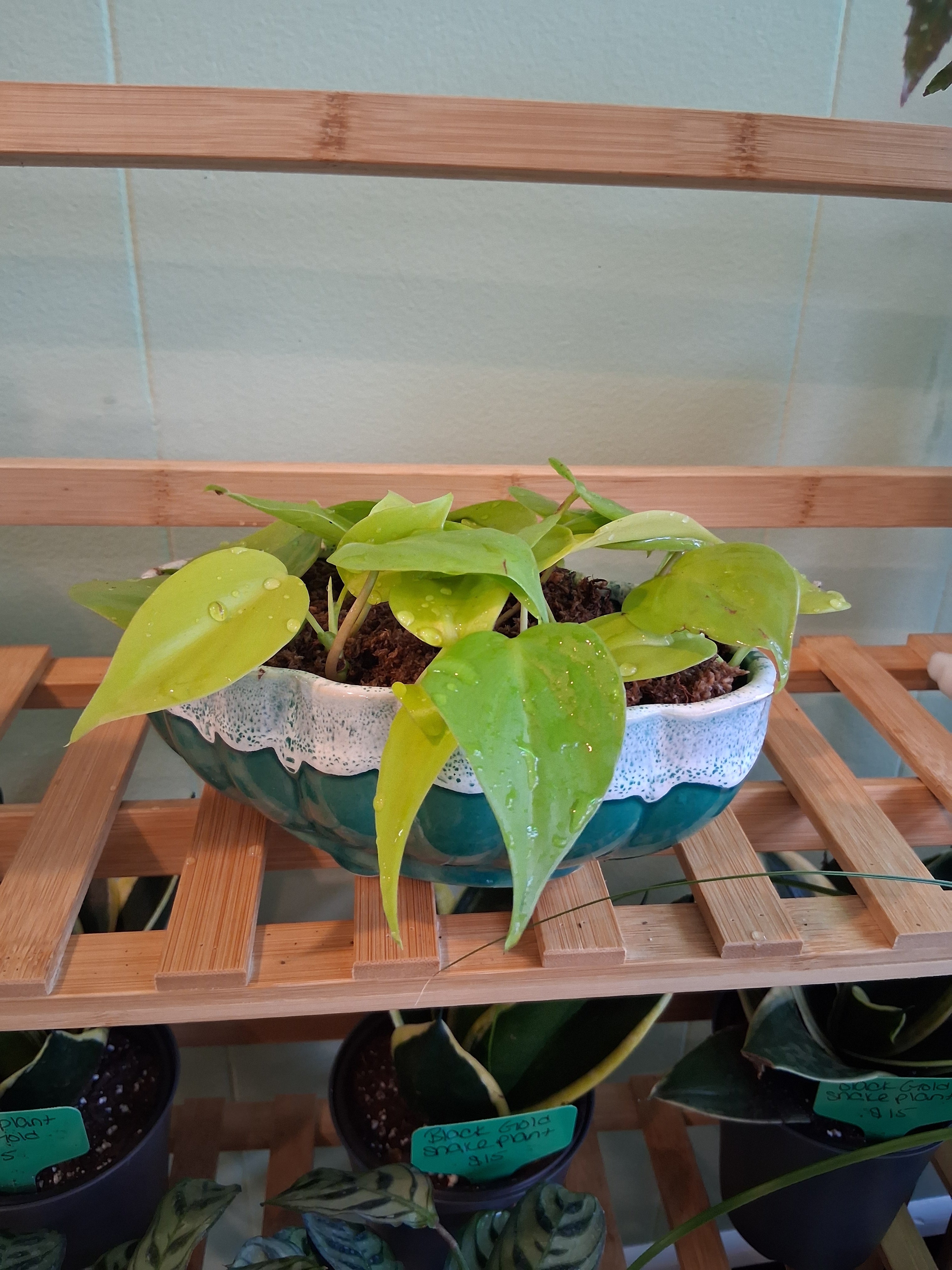 Neon Philodendron in Spaghnum