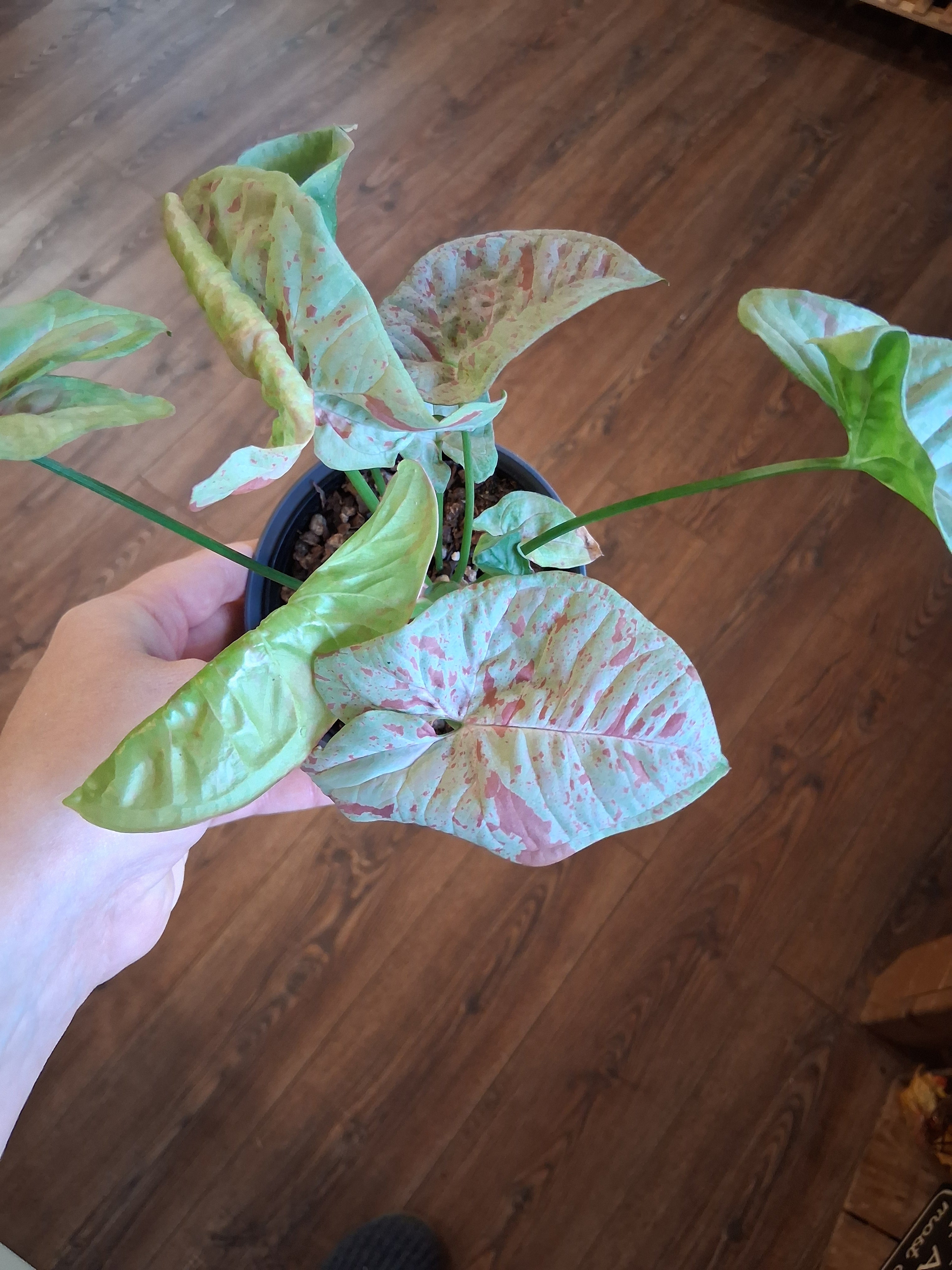 Syngonium Milk Confetti