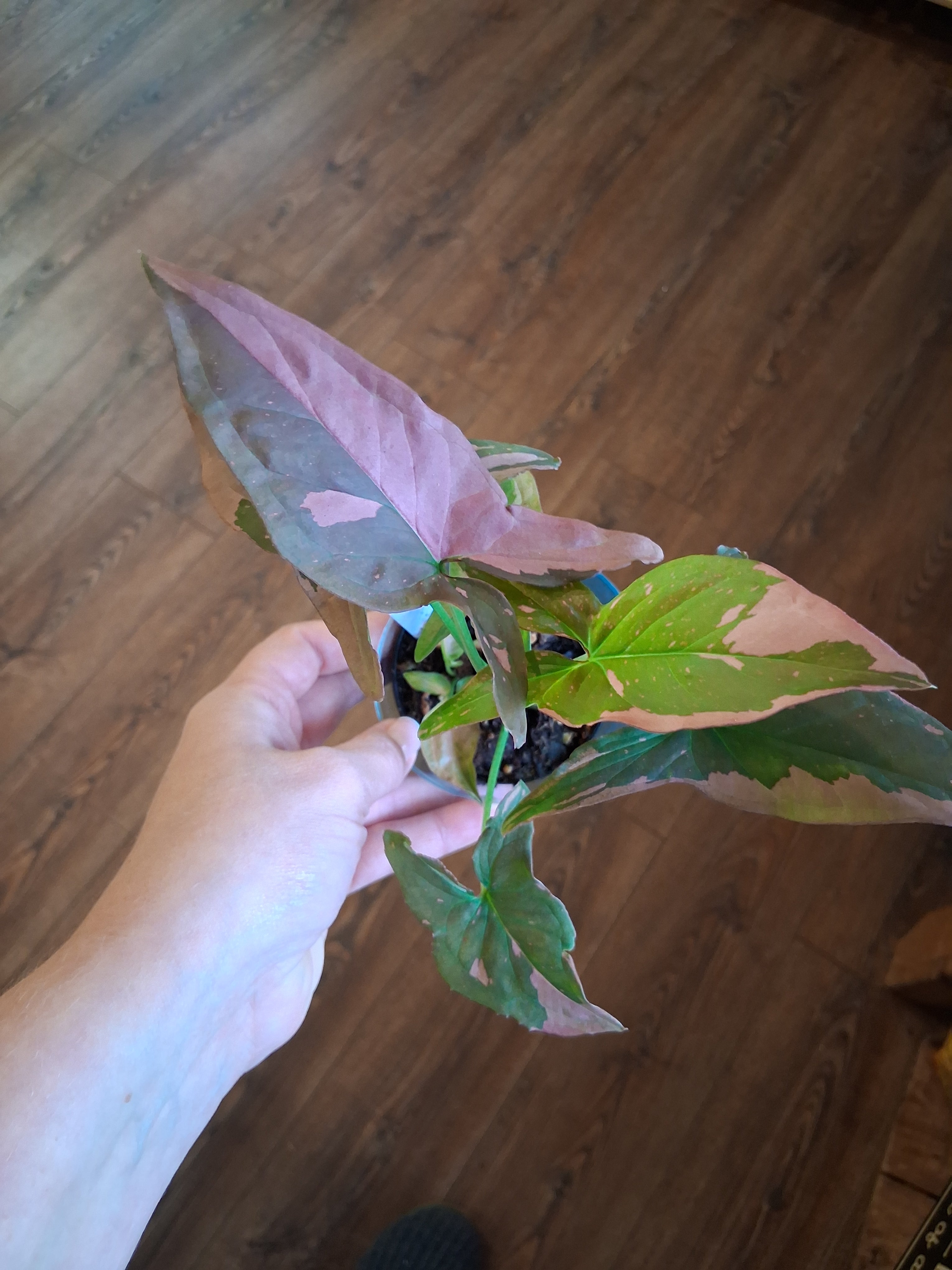 Syngonium Pink Splash