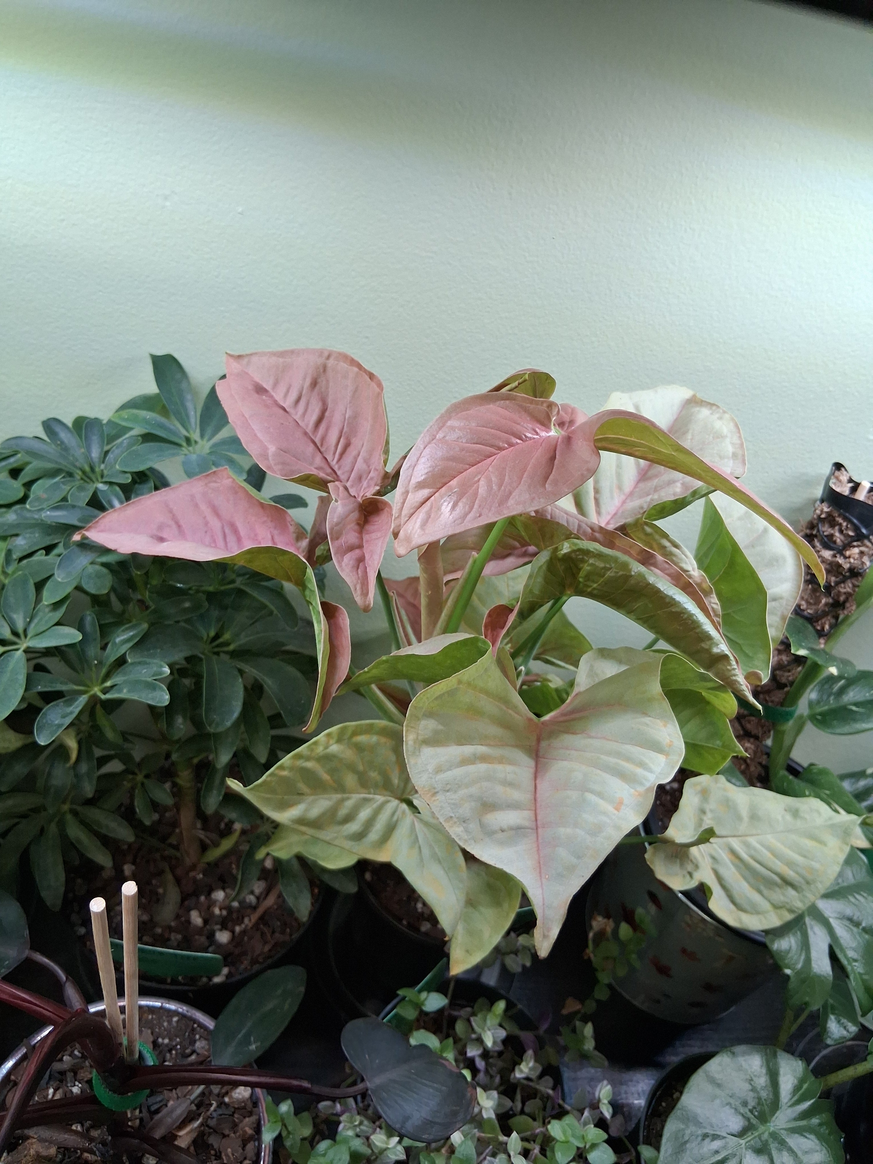 Syngonium Pink Ilusion