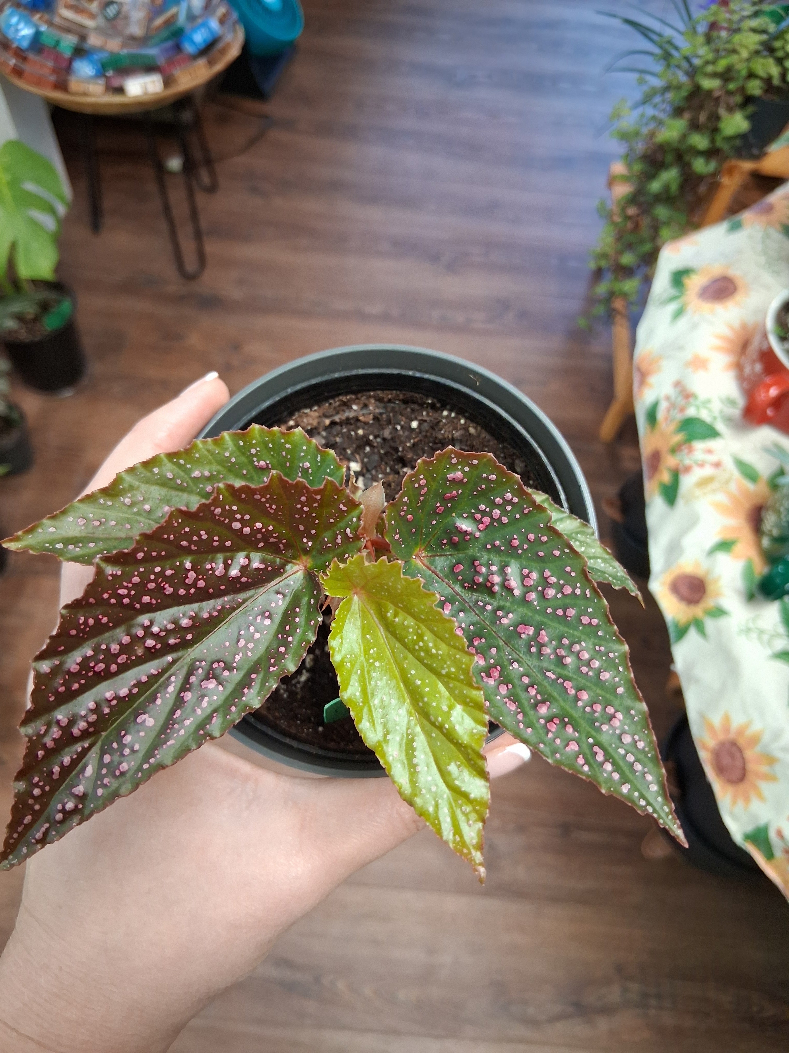 Begonia Maculata