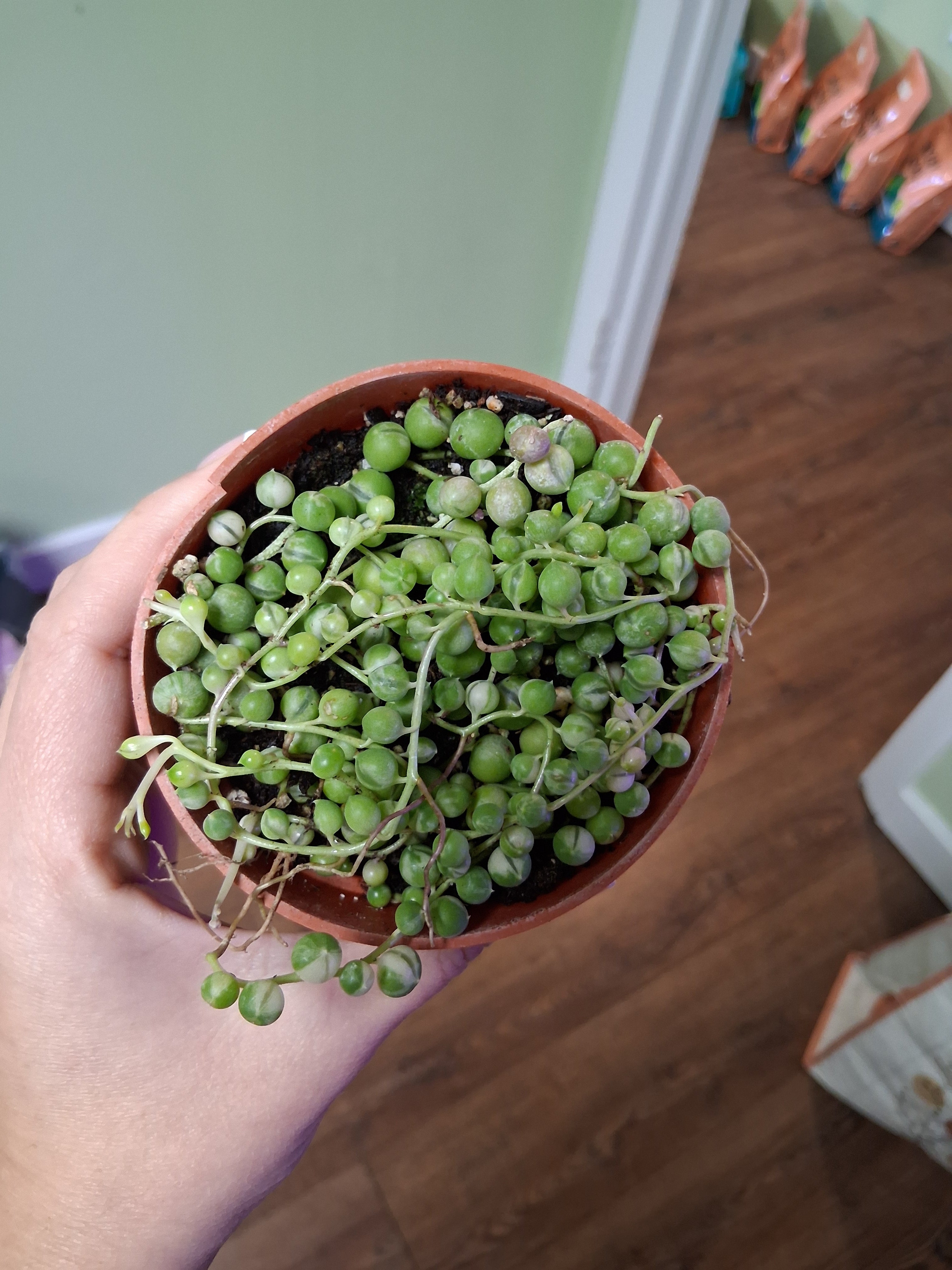 Variegated String of Pearls