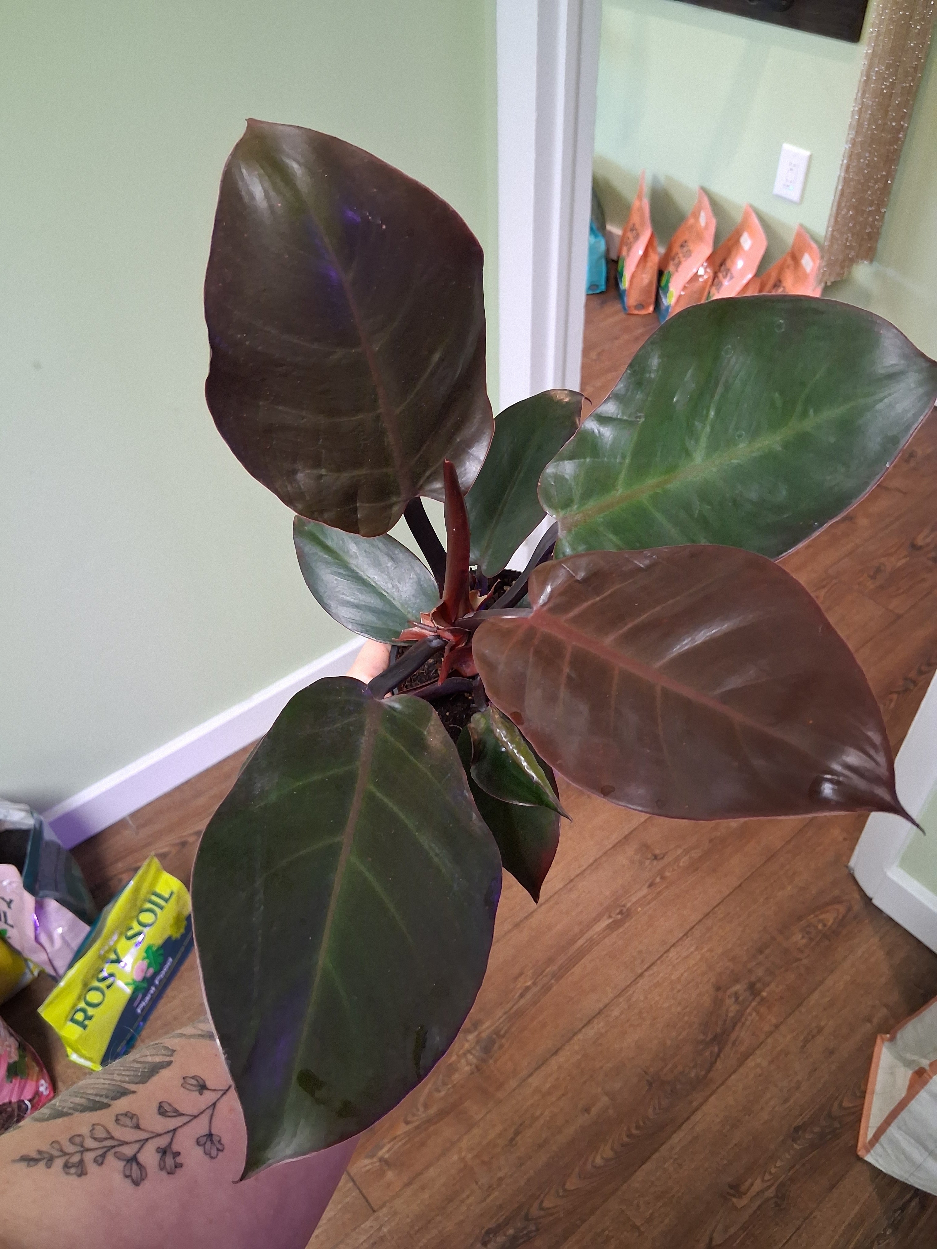 Philodendron Royal Queen