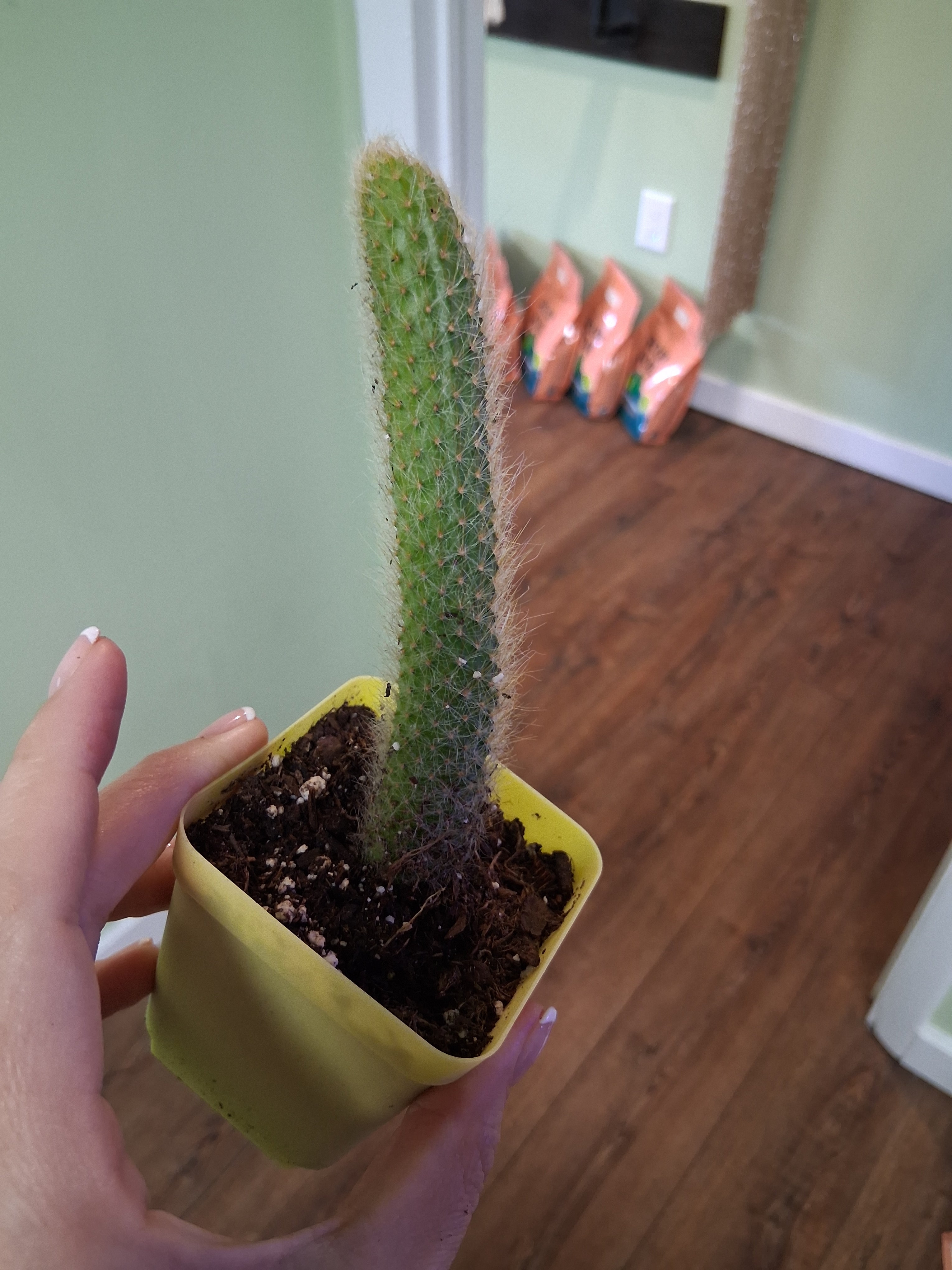 Monkey Tail Cactus