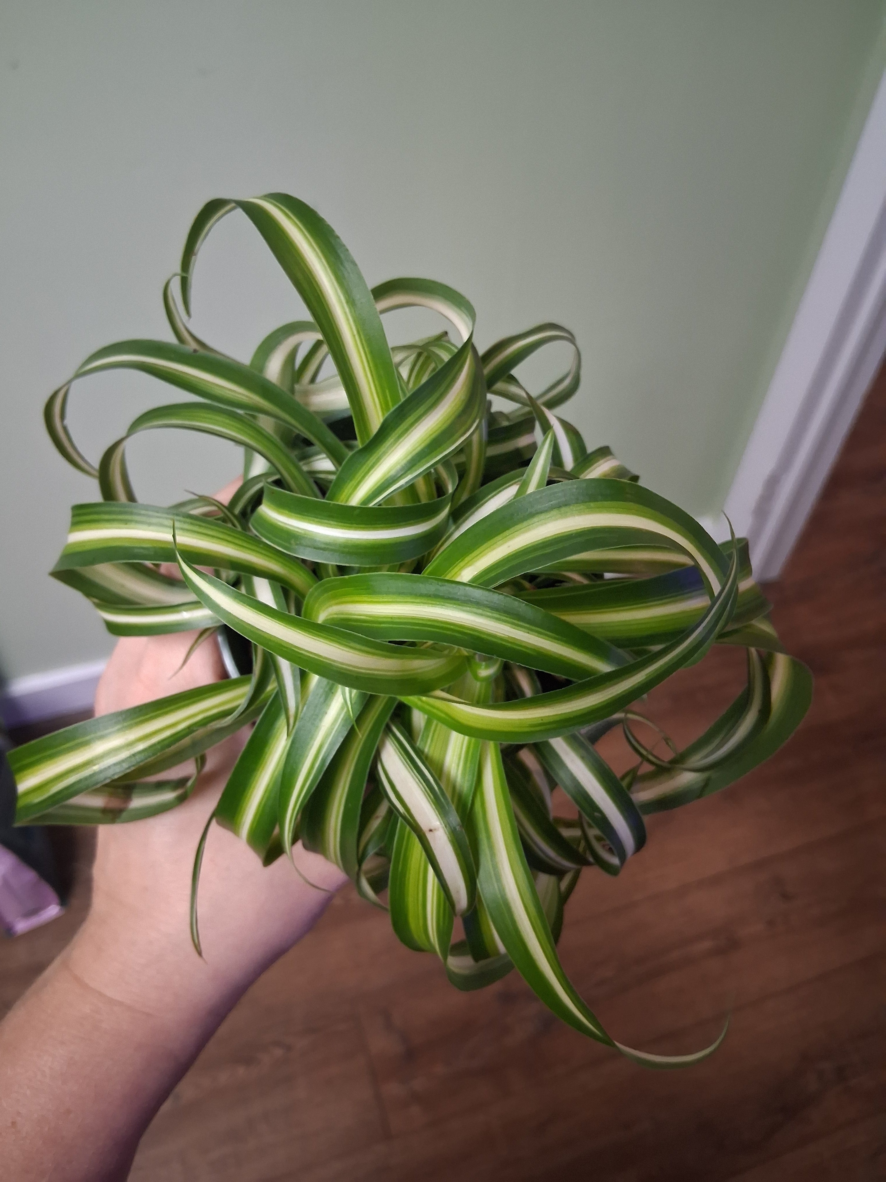 Spider Plant "Bonnie"