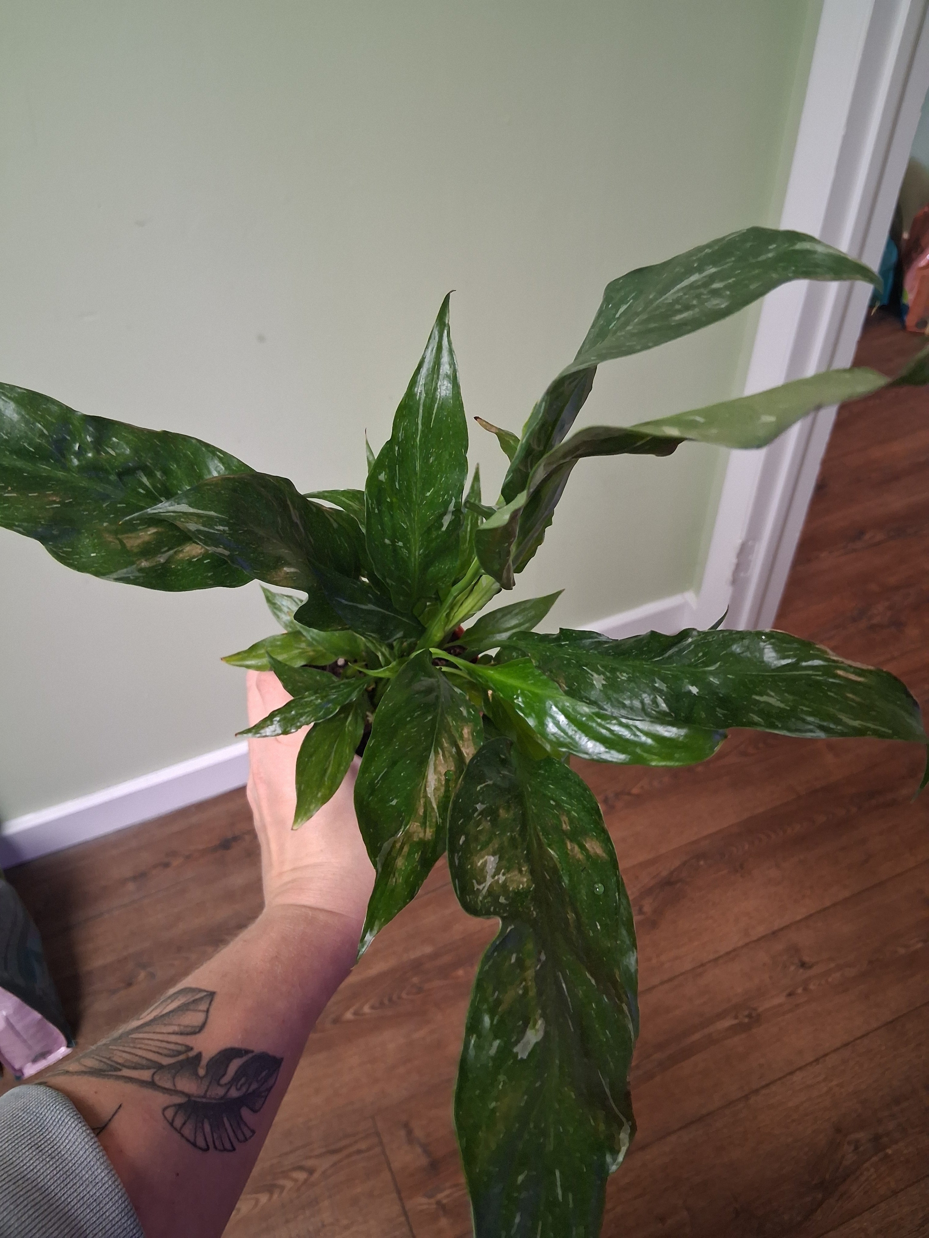 Variegated Spathiphyllum "Domino"
