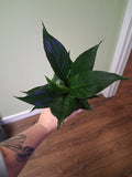Peace Lily