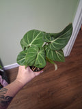 Philodendron Gloriosum
