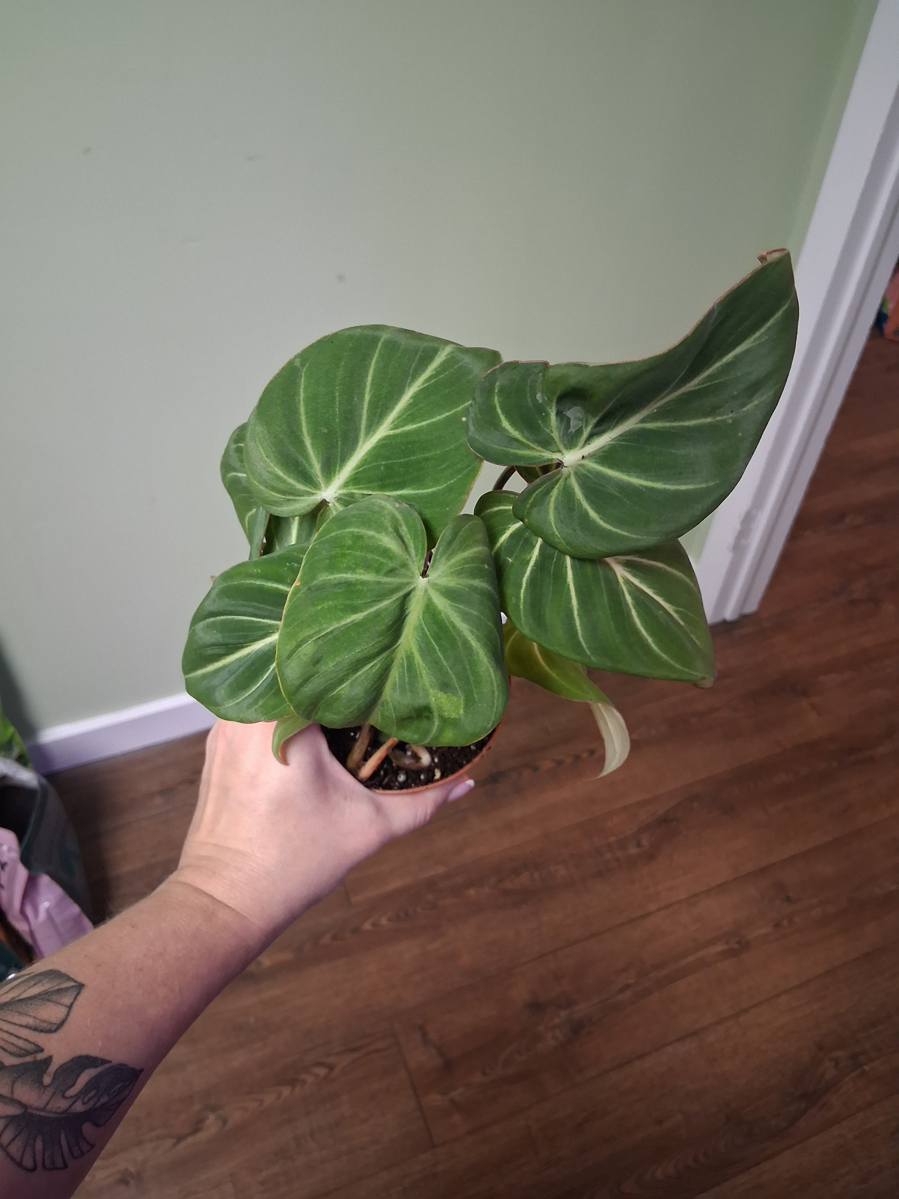 Philodendron Gloriosum