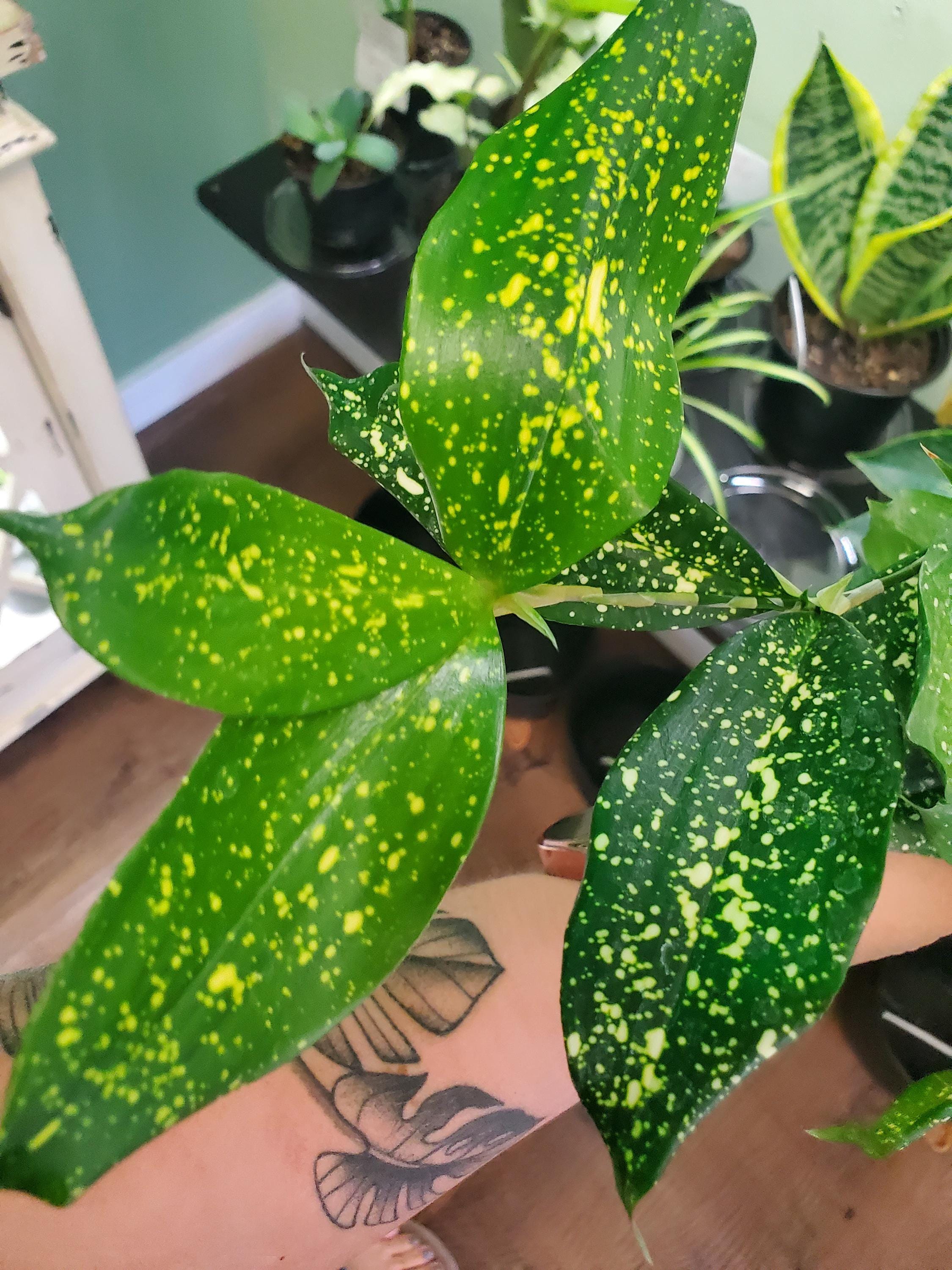 Dracaena Florida Beauty