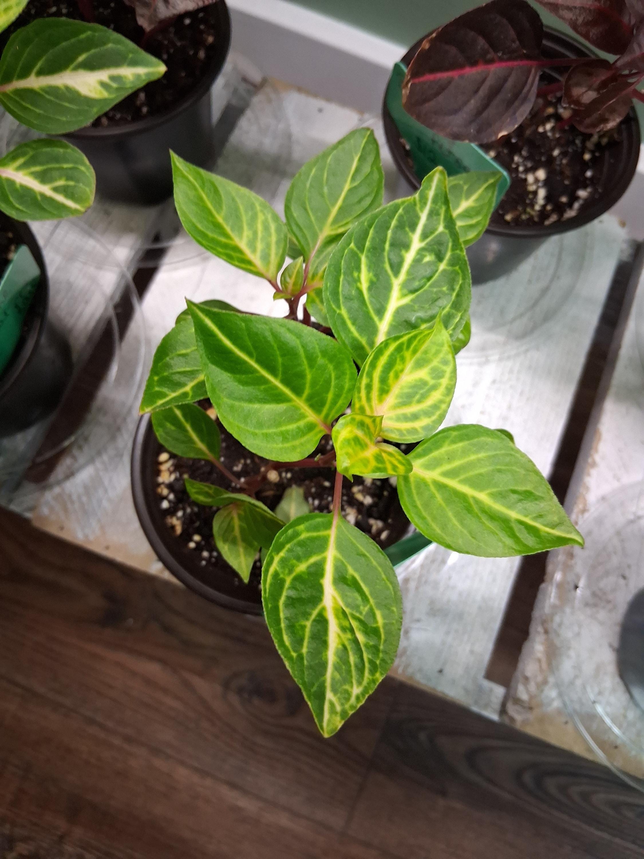 Bloodleaf Blazin Lime