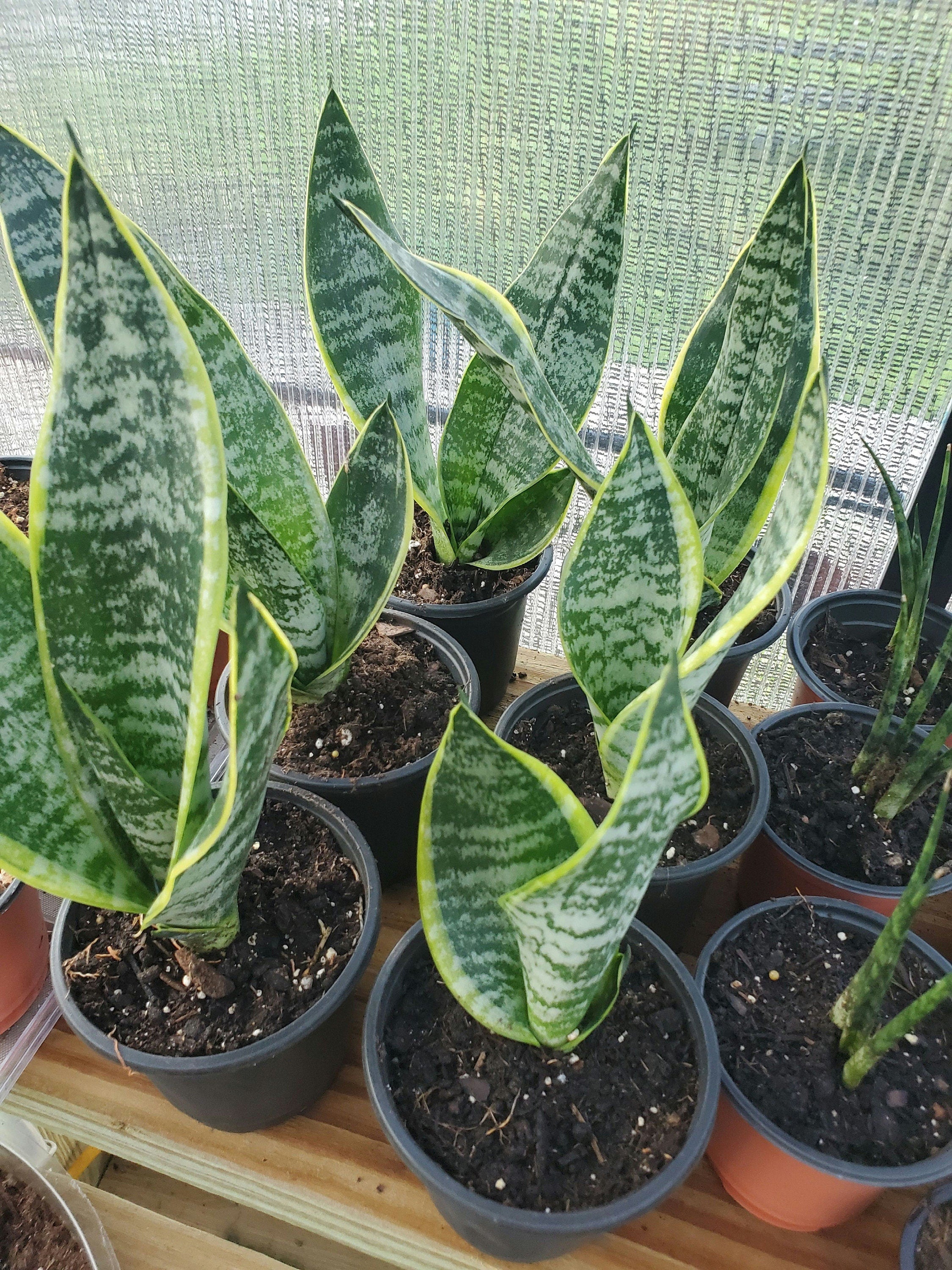 Snakeplant (laurentii)