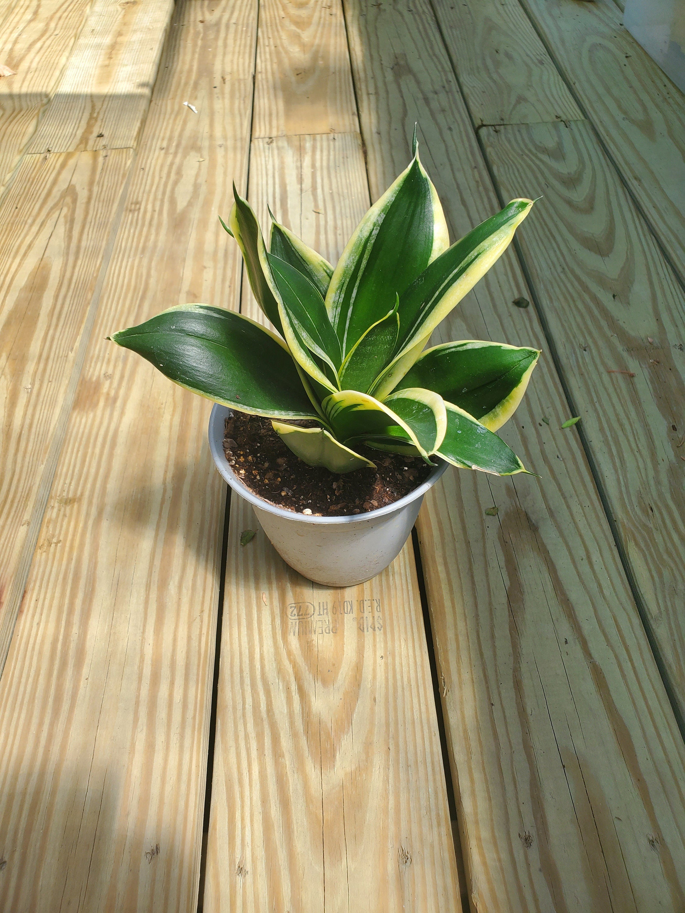 Snake plant (black gold)