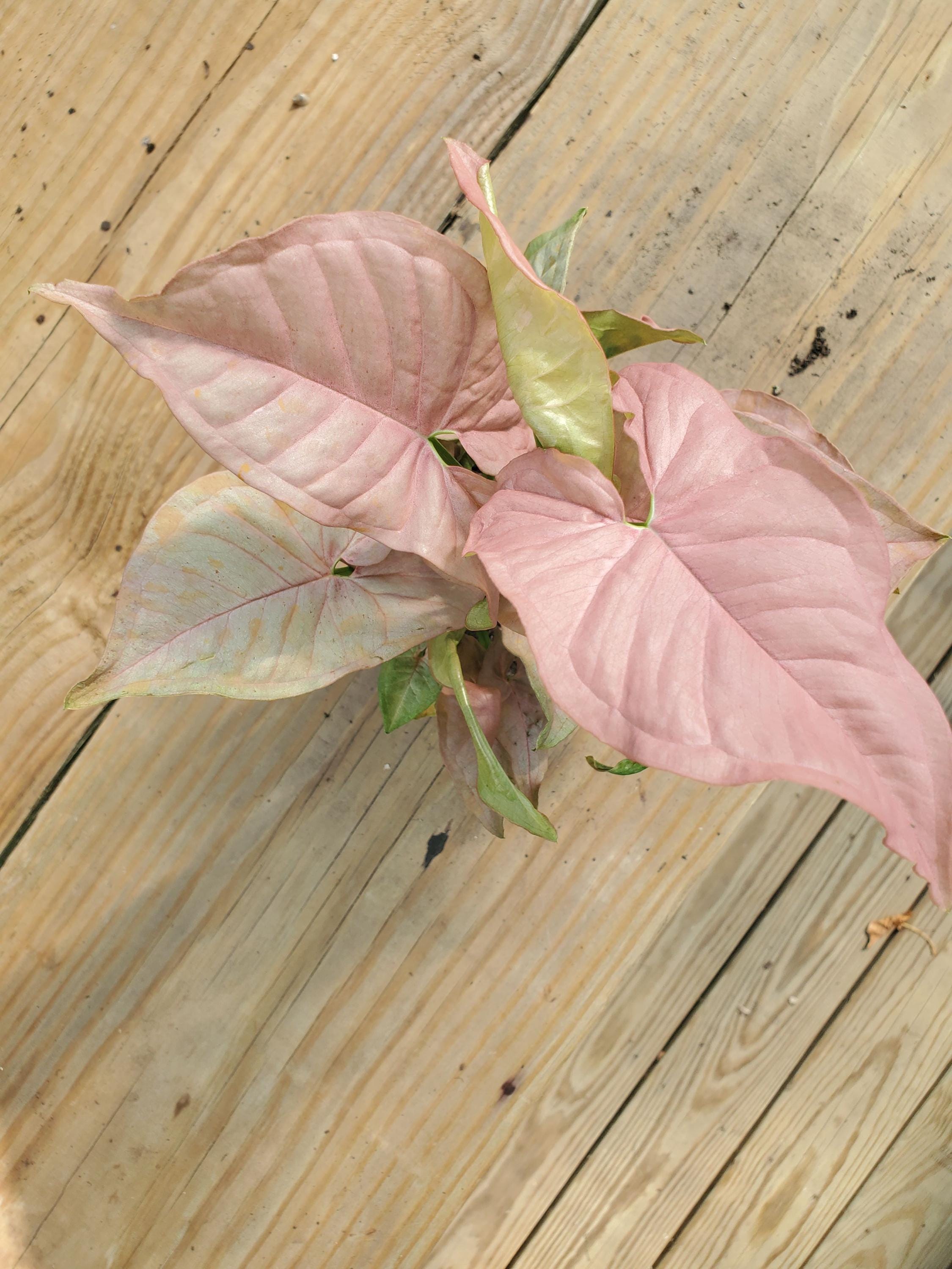 Pink Arrowhead Syngonium