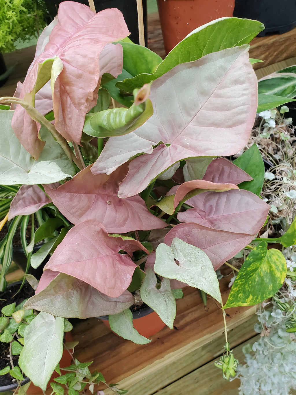 Pink Arrowhead Syngonium