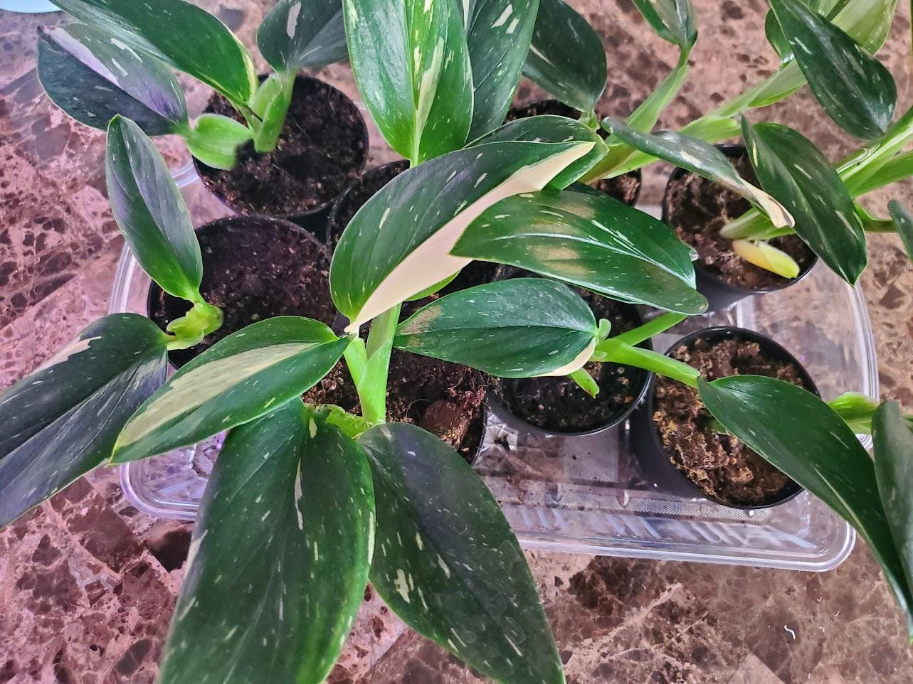 3" Monstera Standleyana Albo Variegata