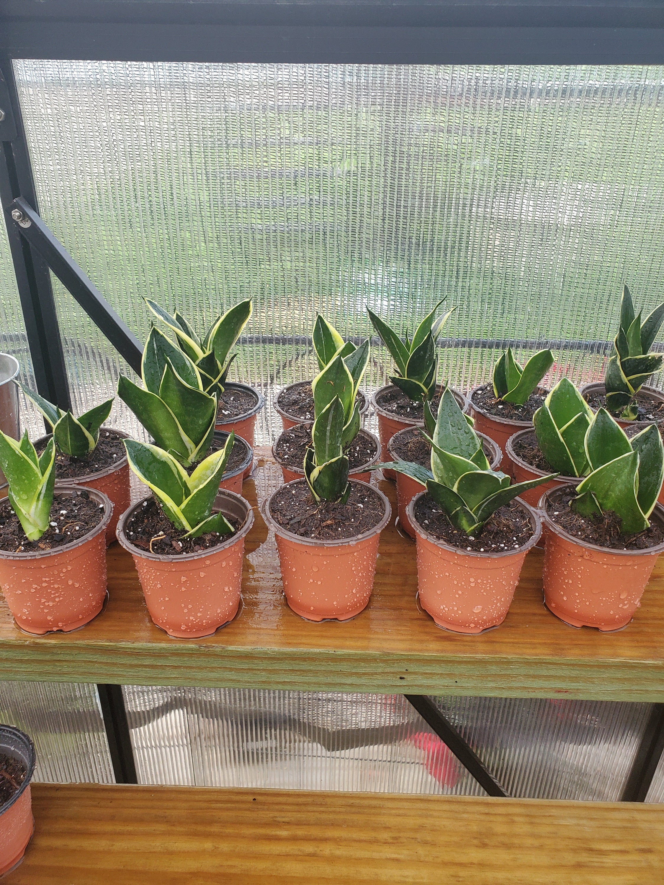 Snake plant (black gold)