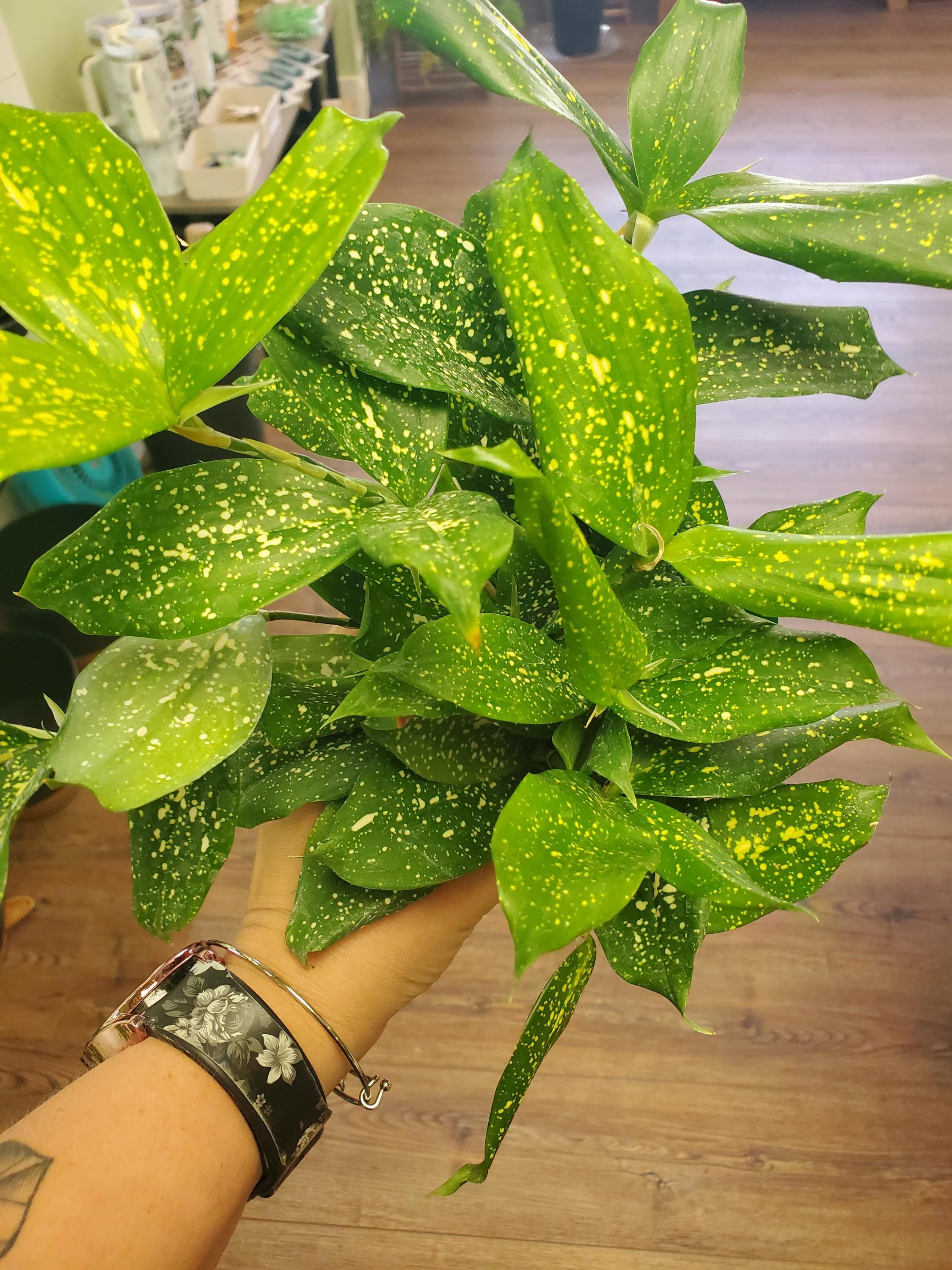 Dracaena Florida Beauty