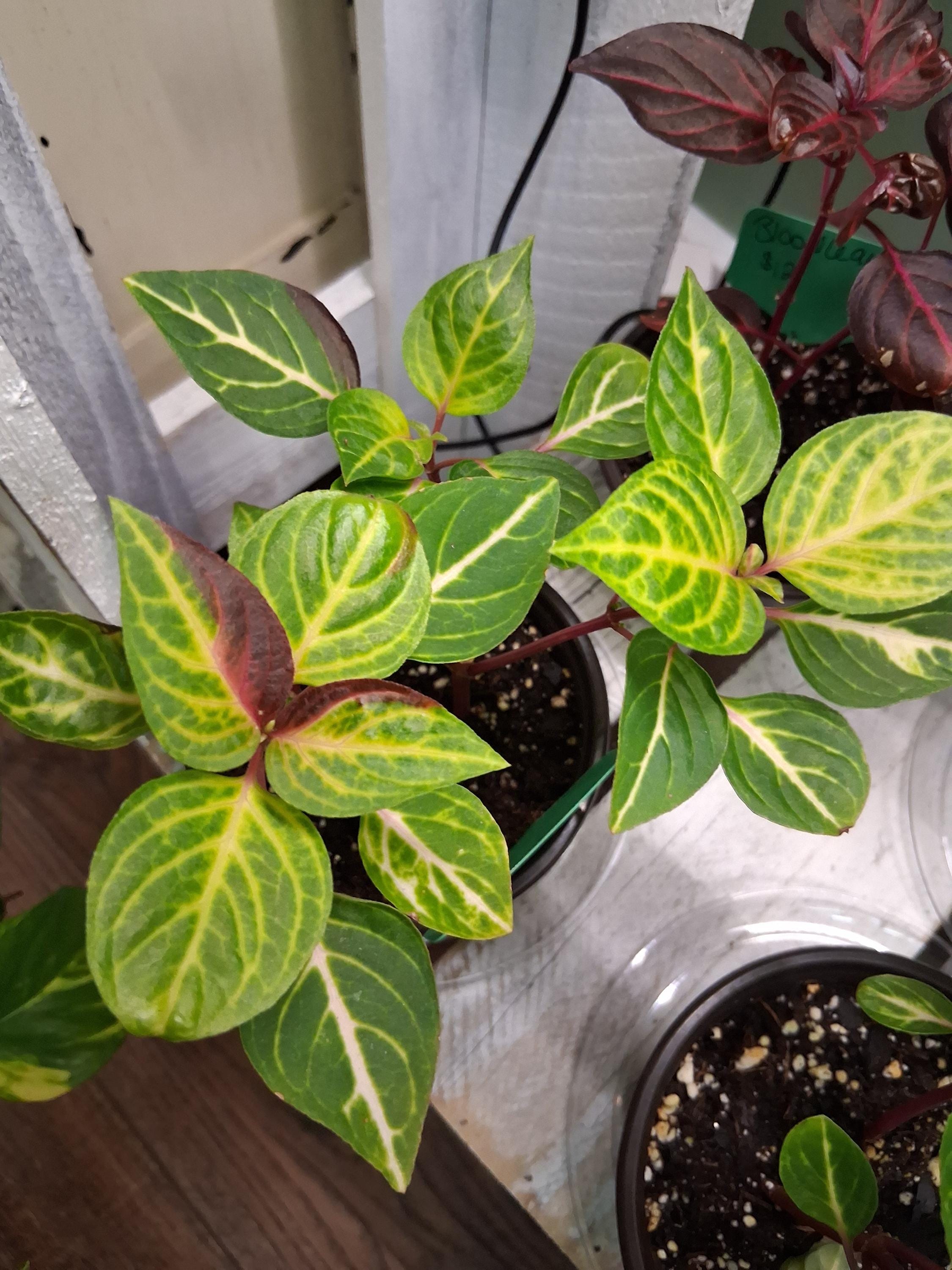 Bloodleaf Blazin Lime