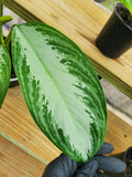 Dieffenbachia
