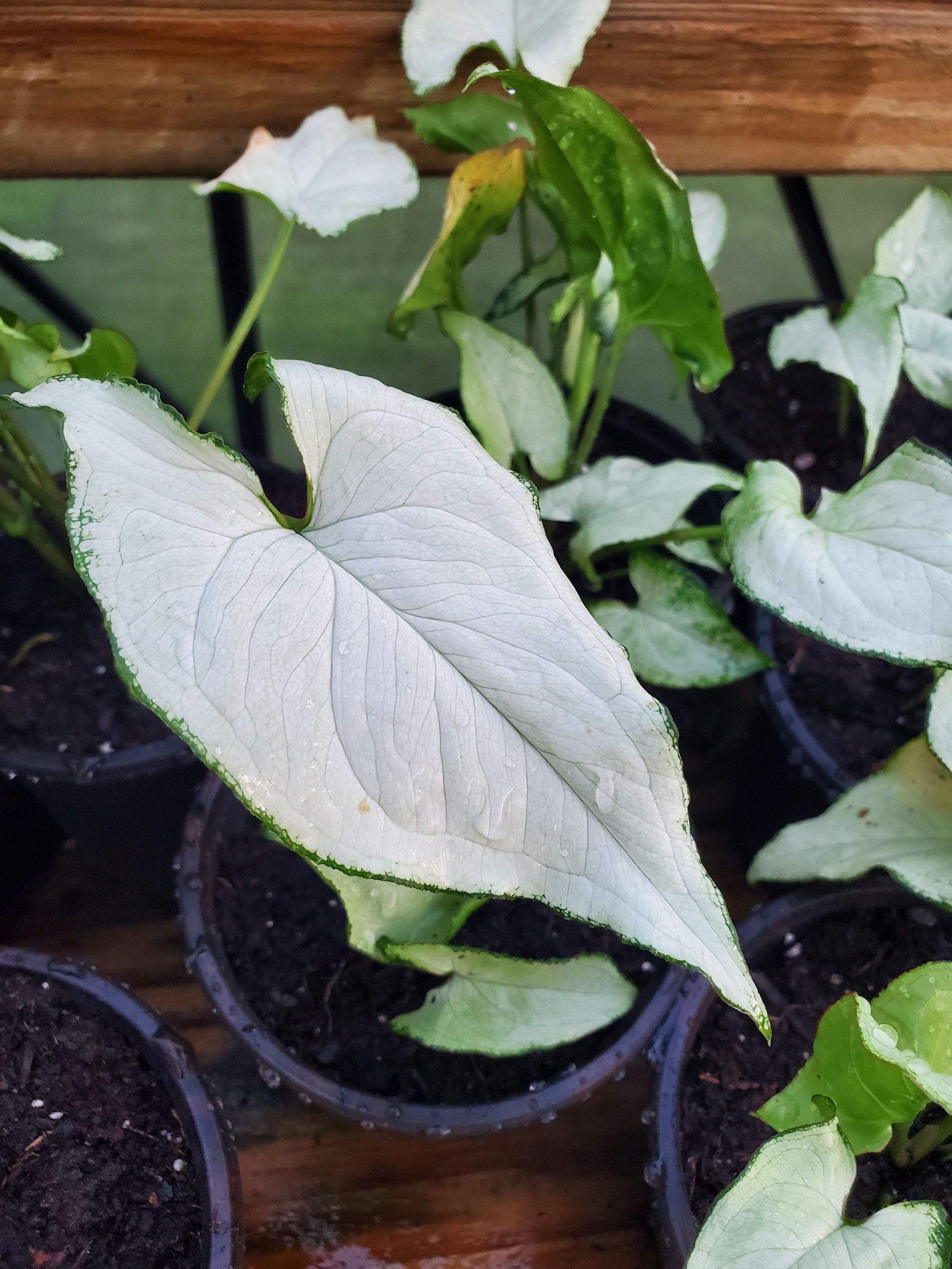 Arrowhead Syngonium