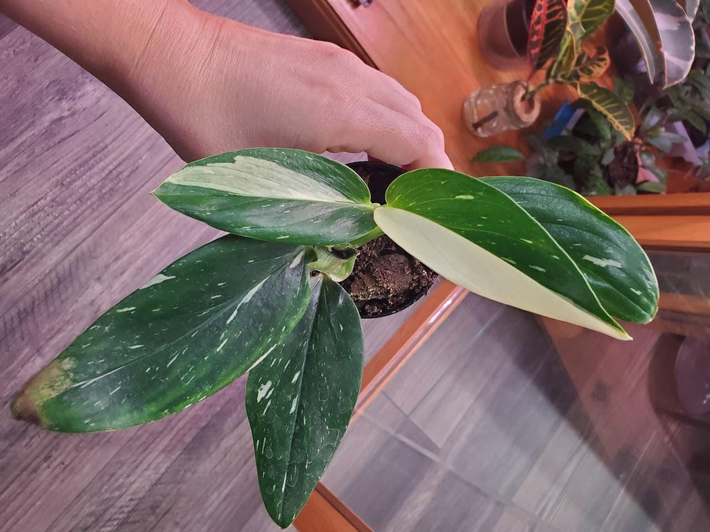 3" Monstera Standleyana Albo Variegata