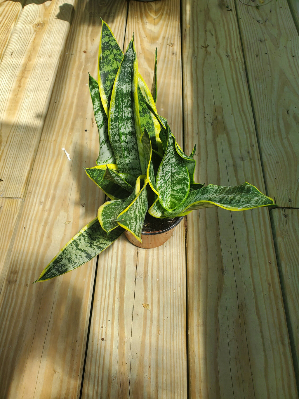 Snakeplant (laurentii)