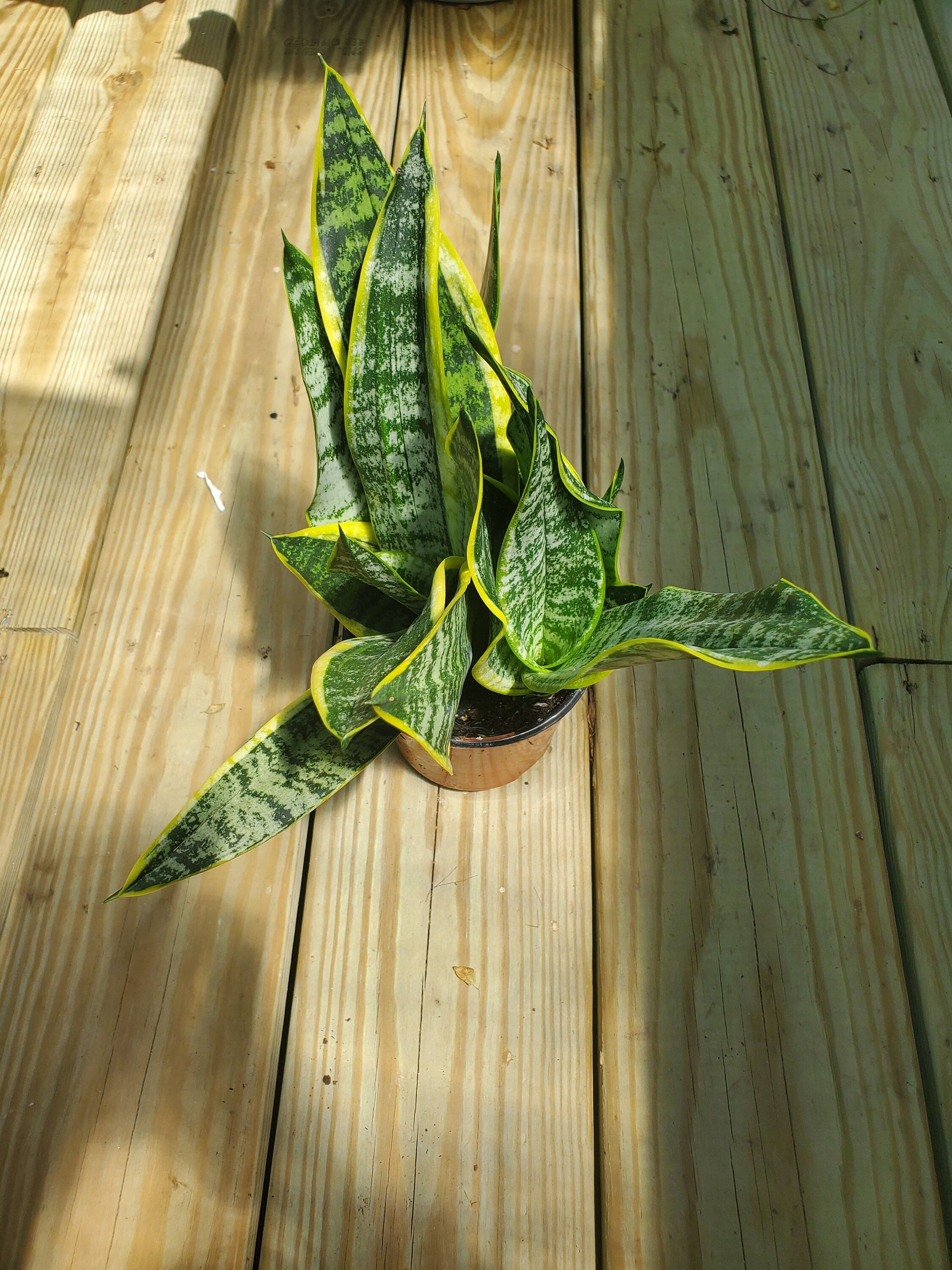 Snakeplant (laurentii)