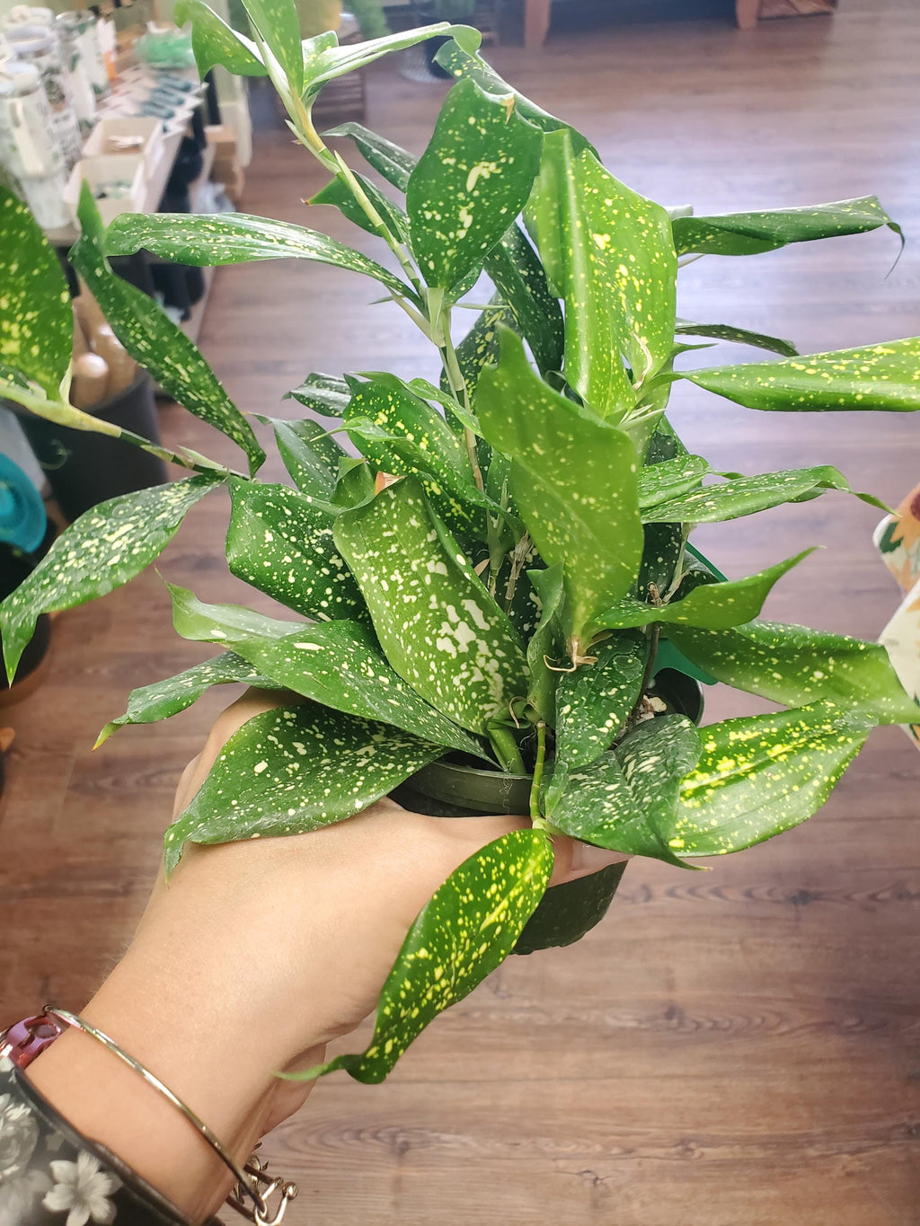 Dracaena Florida Beauty