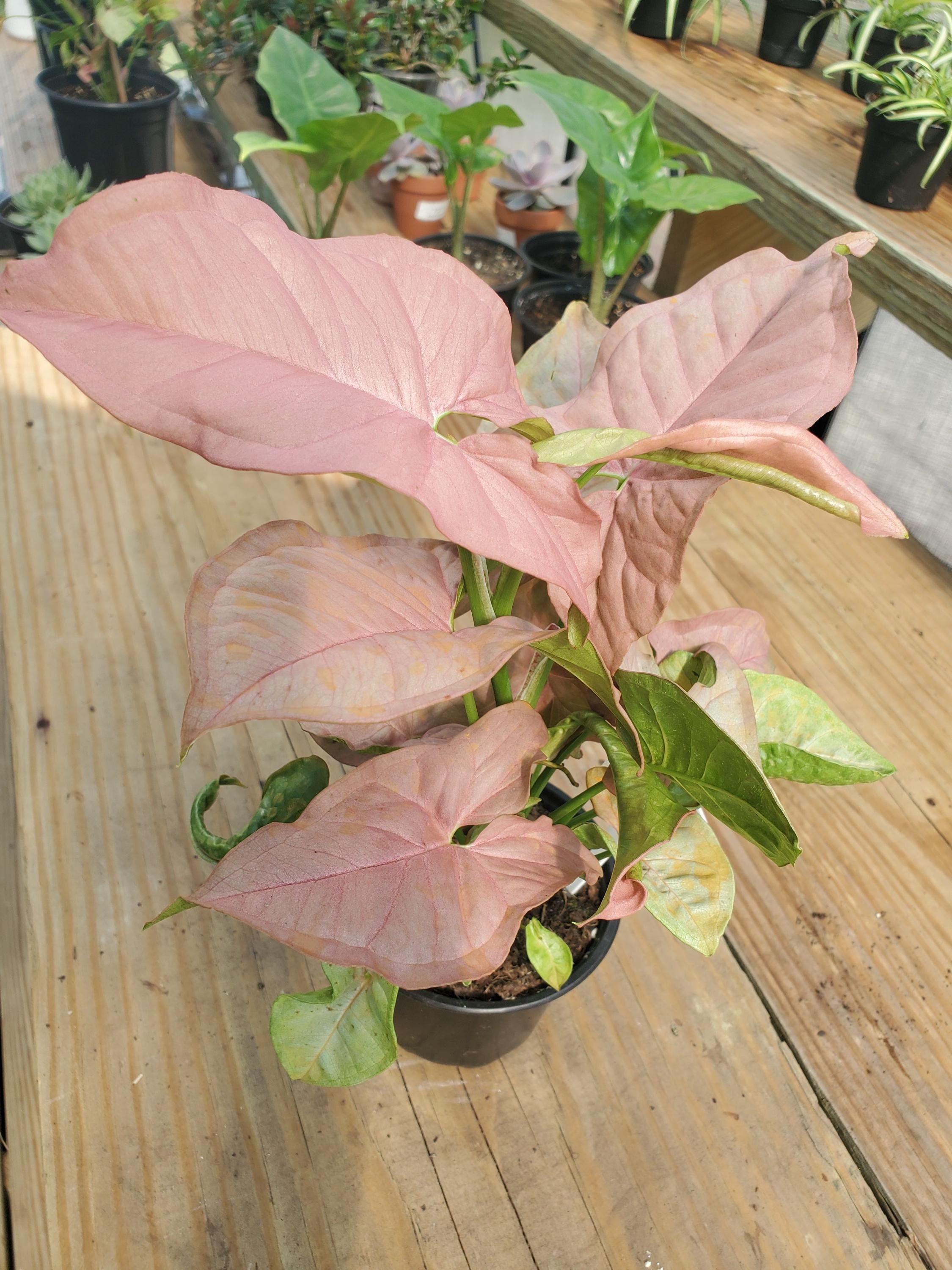 Pink Arrowhead Syngonium