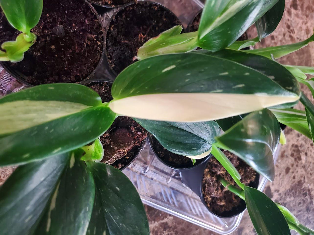 3" Monstera Standleyana Albo Variegata