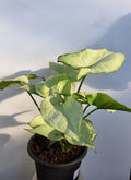 Arrowhead Syngonium