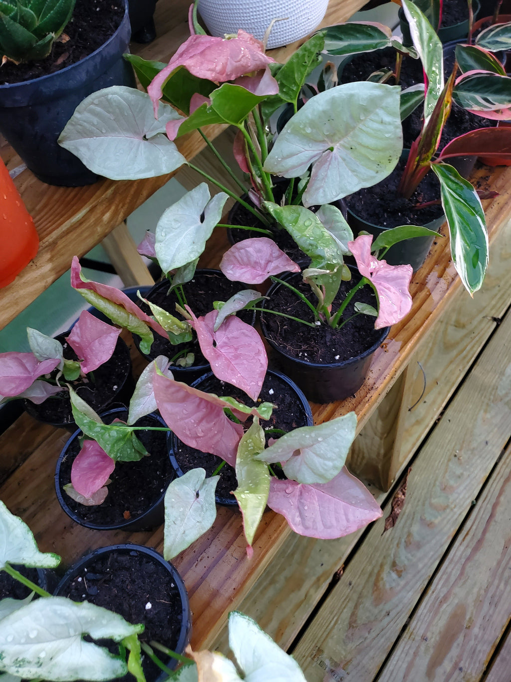 Pink Arrowhead Syngonium