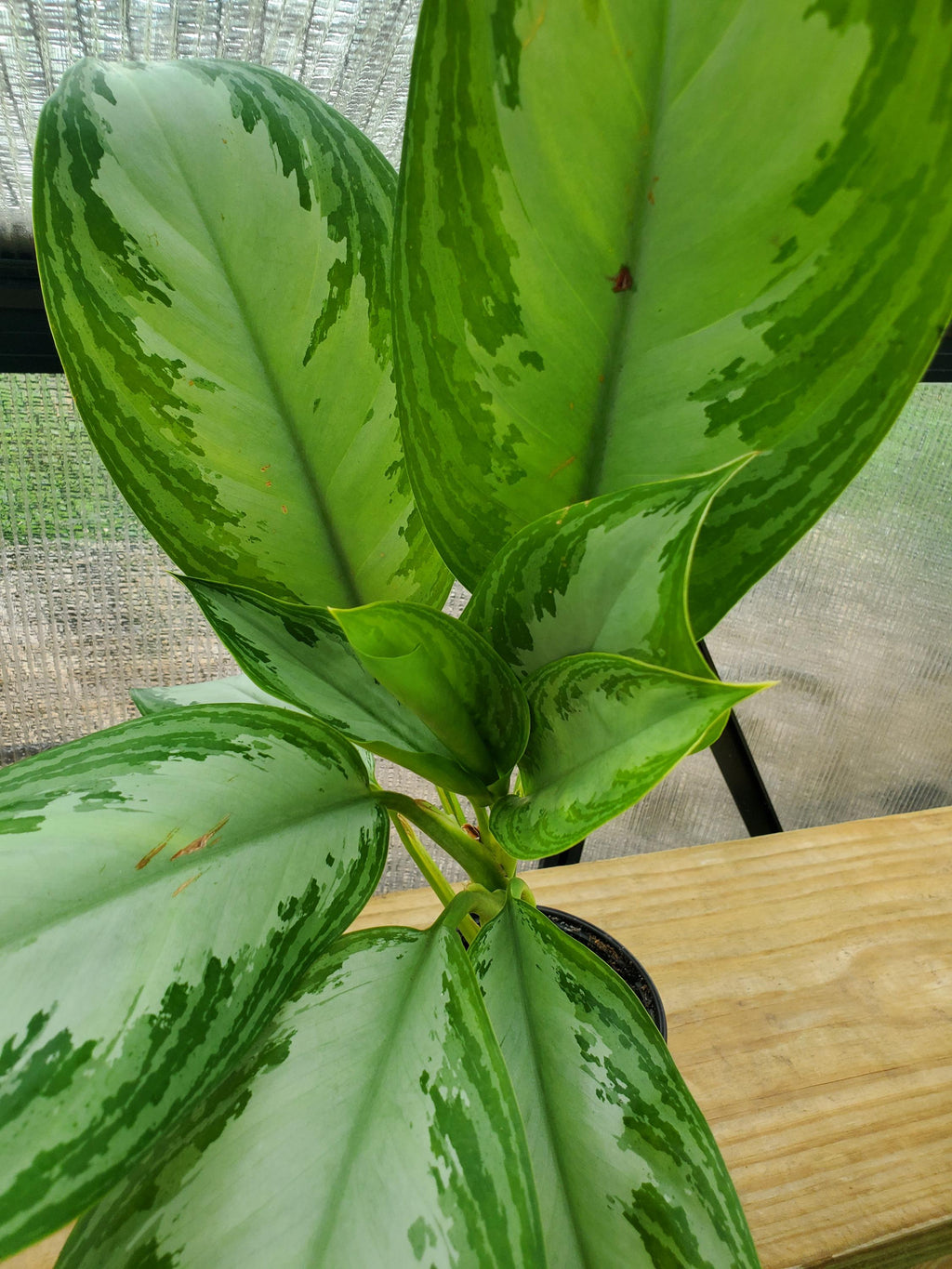 Dieffenbachia